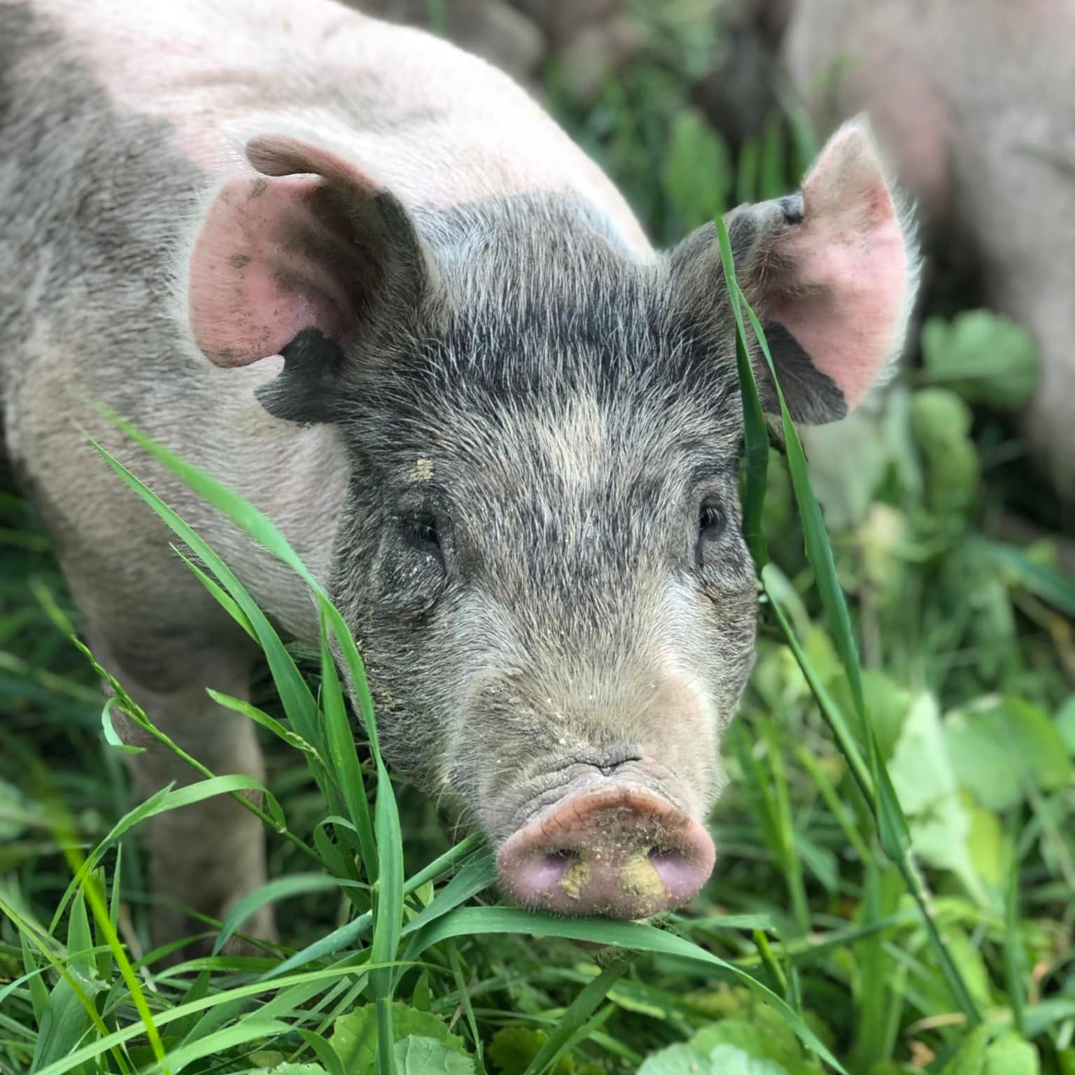 𝗢𝗻𝗲 𝗼𝗳 𝘁𝗵𝗲 𝗯𝗶𝗴𝗴𝗲𝘀𝘁 𝗮𝗱𝘃𝗮𝗻𝘁𝗮𝗴𝗲𝘀 𝗼𝗳... - The Robinson Ranch | Facebook