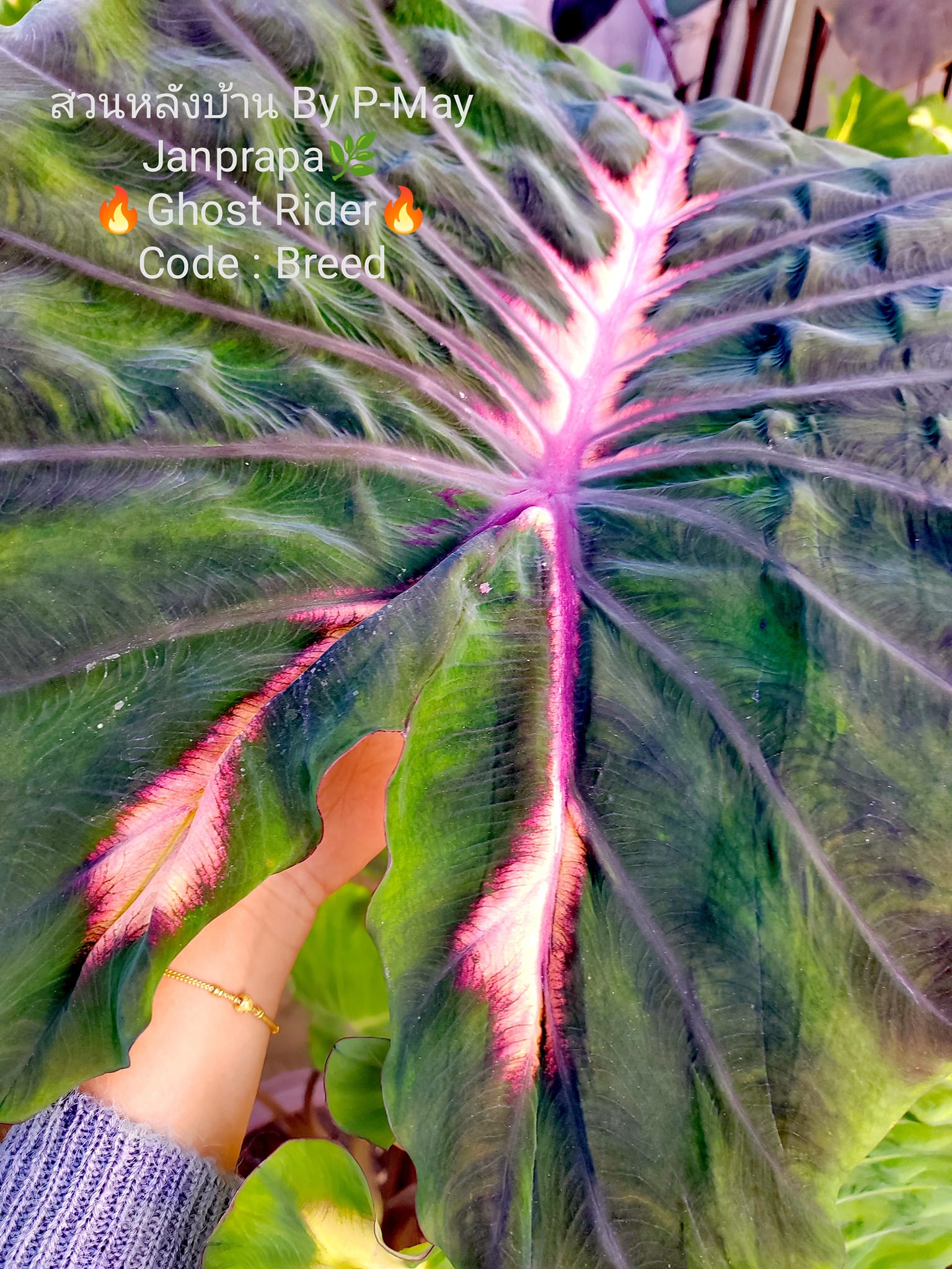 P. Vulcan (Rydeen x veitchii High Finger AUS Sporelings) the God 