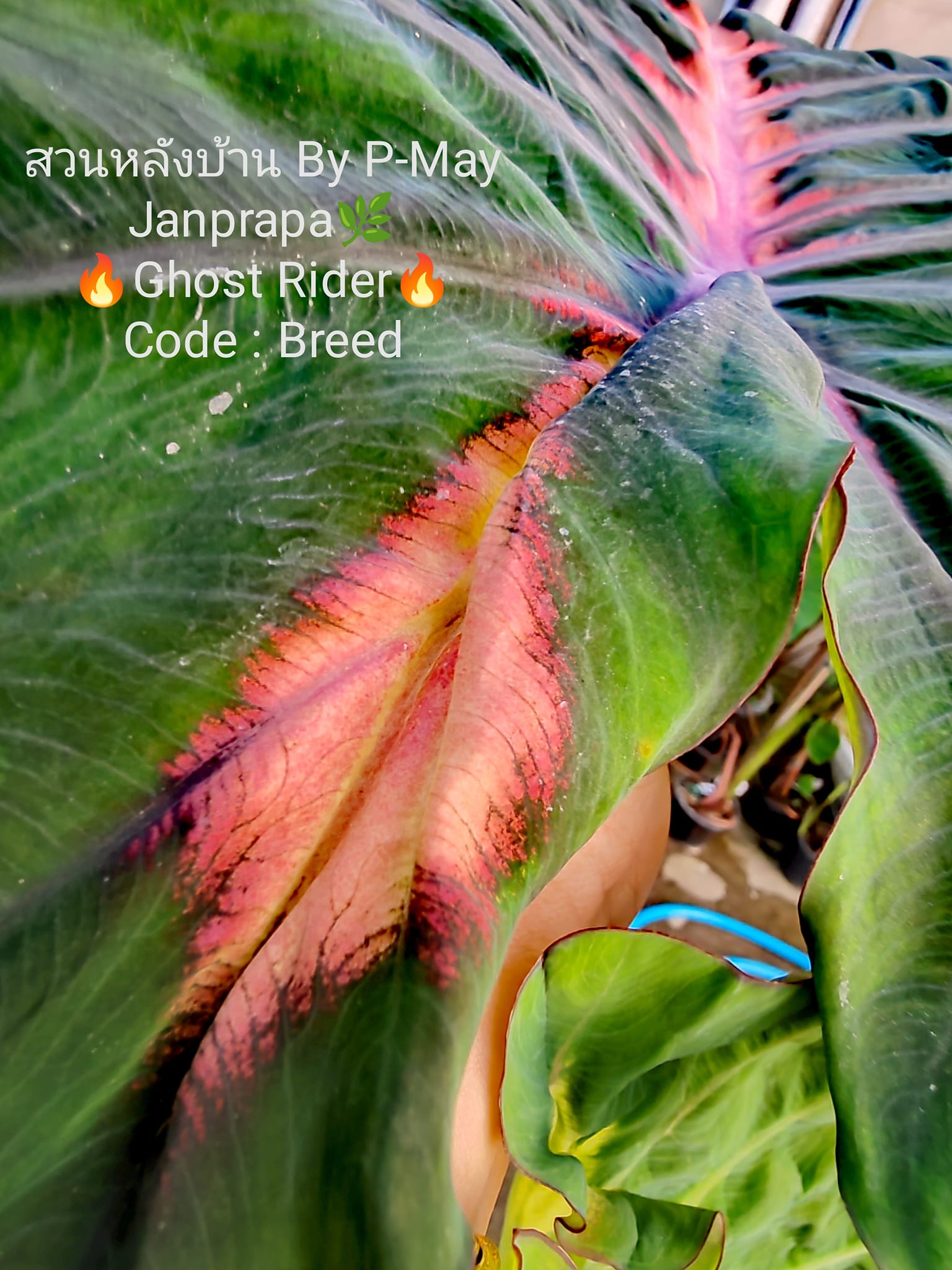 P. Vulcan (Rydeen x veitchii High Finger AUS Sporelings) the God 