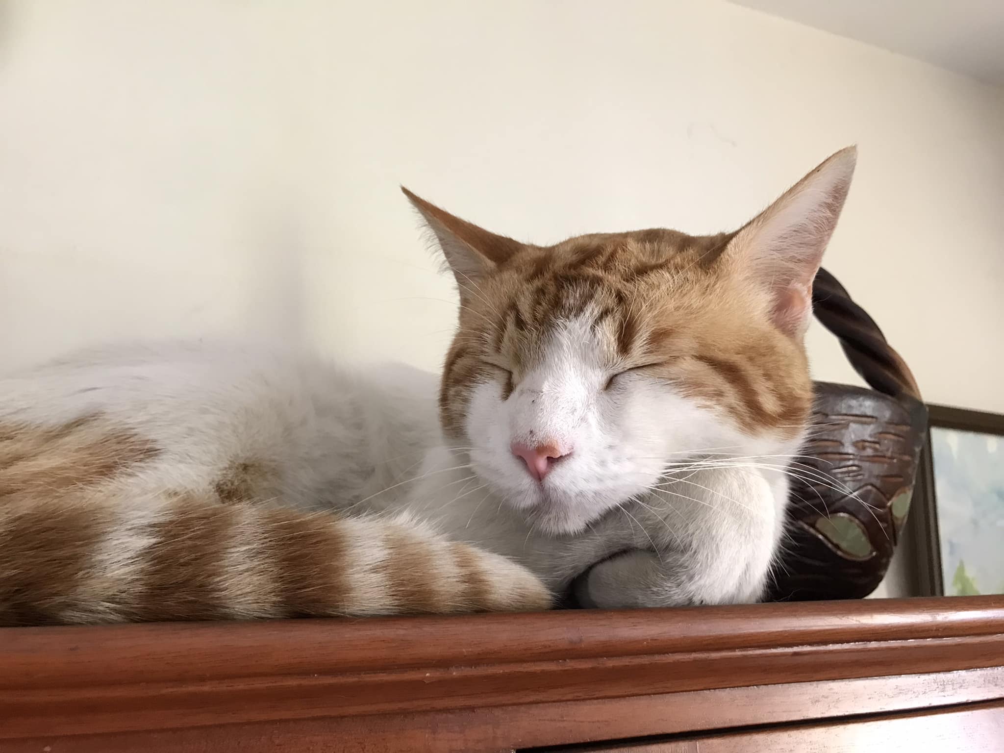 Mi psicólogo: el gato vallejiano no... - Ozono Televisión | Facebook