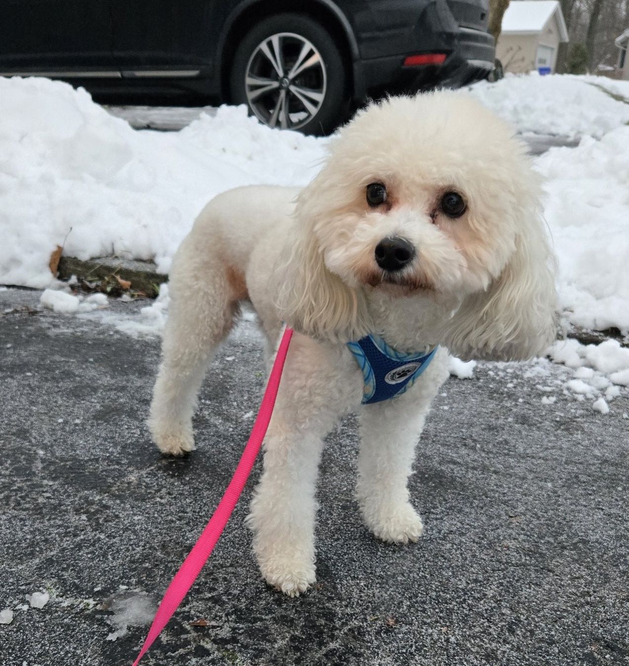 Archie is an adorable little Poodle/Shih Tzu mix who is 4 years