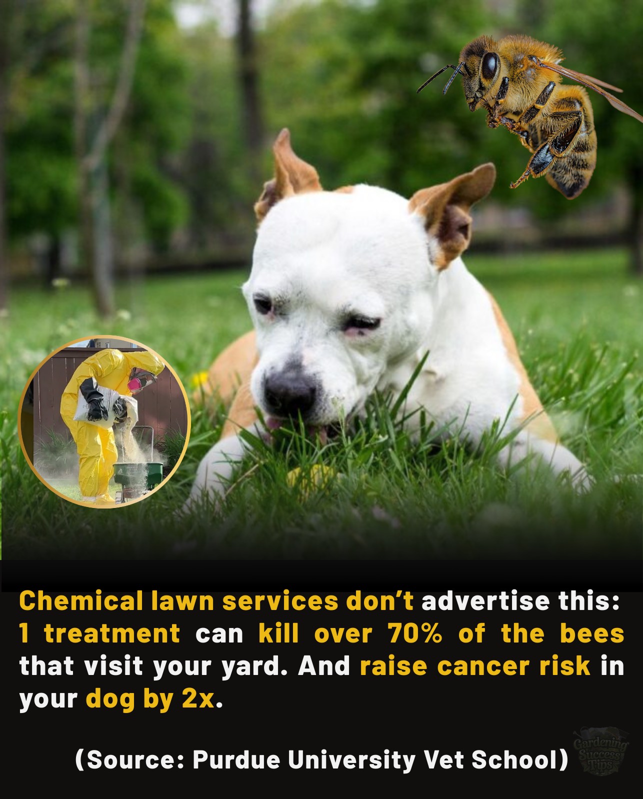 Picture Idea: Gardening What Chemical Lawn Treatments Don T Advertise A Single