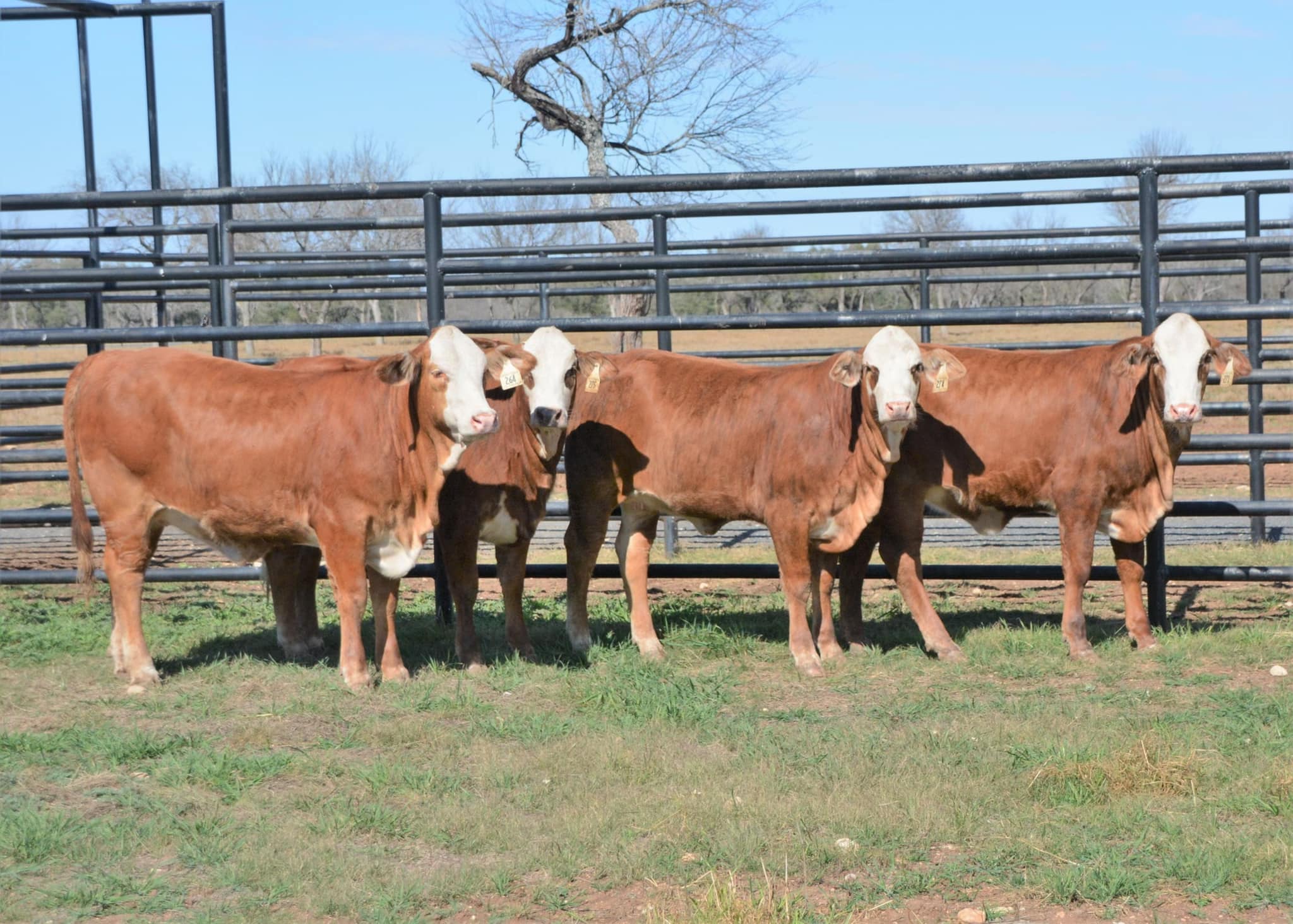 Big Drop Ranch - Consigning these open Golden Certified F1... | Facebook