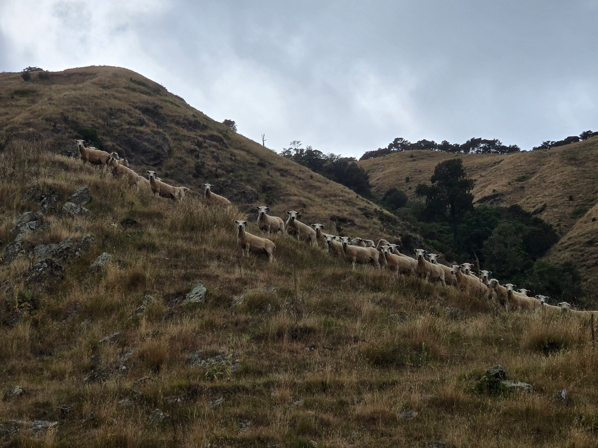 Kaituna Romneys