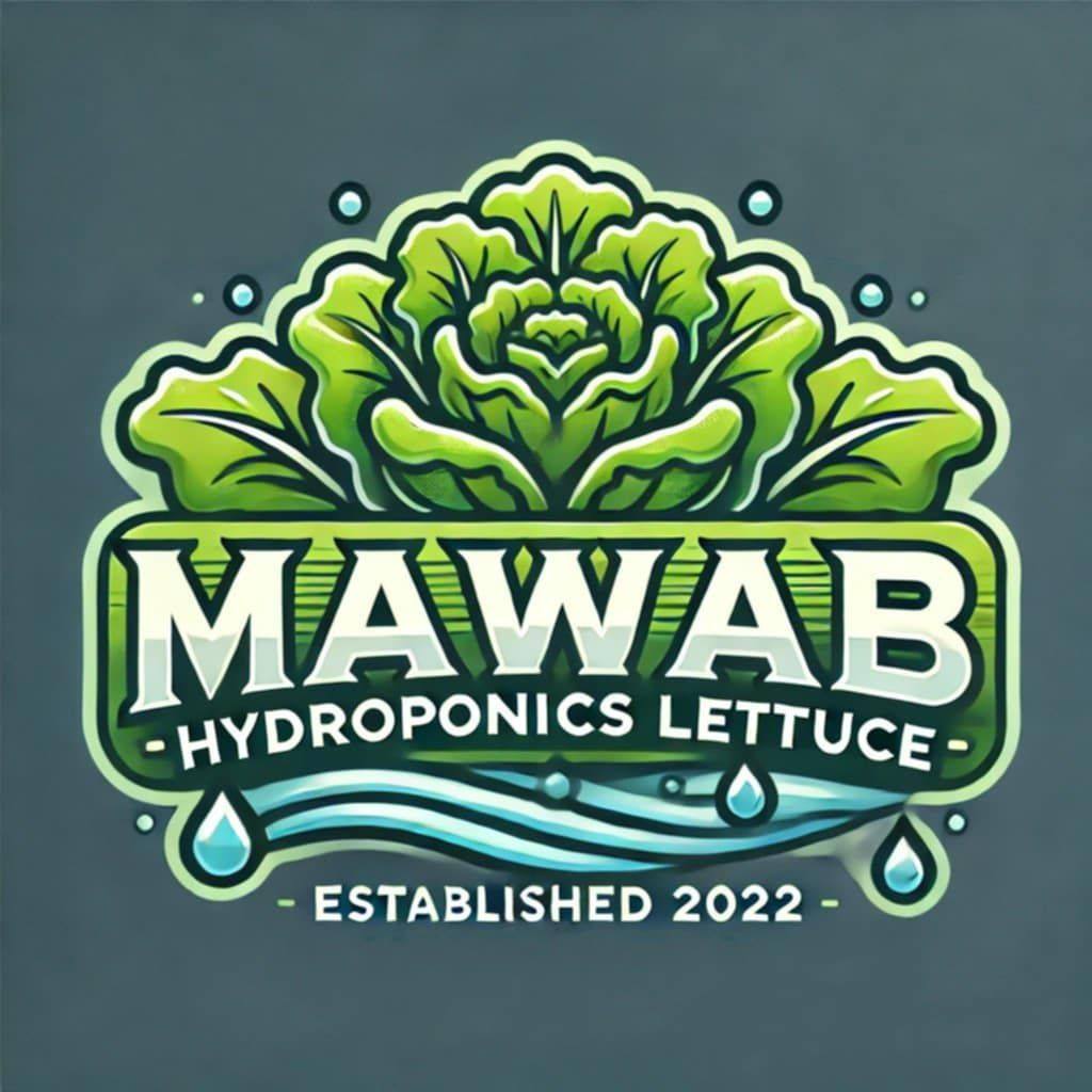 Mawab Hydroponics Lettuce... - Mawab Hydroponics Lettuce