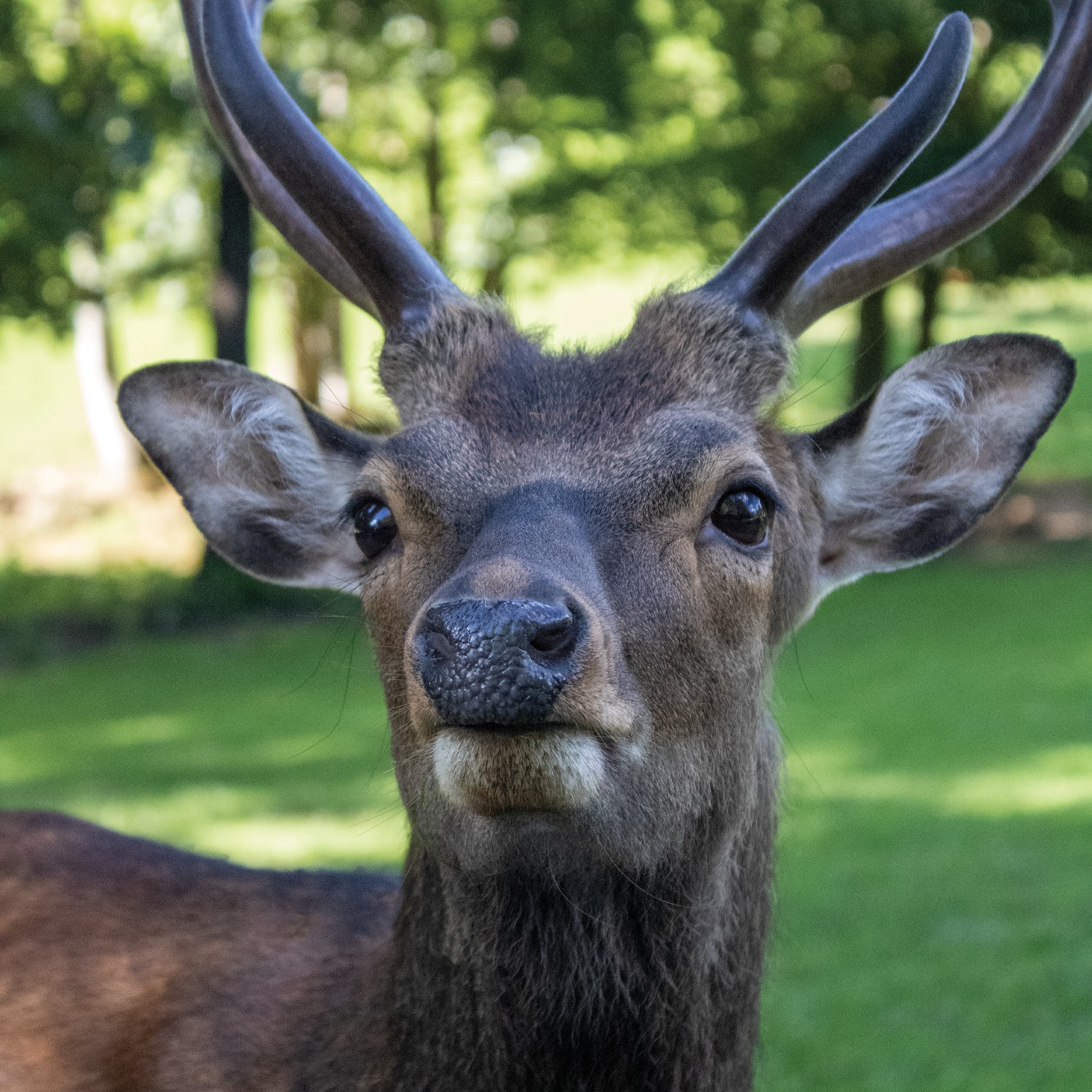 🦌 Small but mighty. Sika deer may be one of the smaller deer