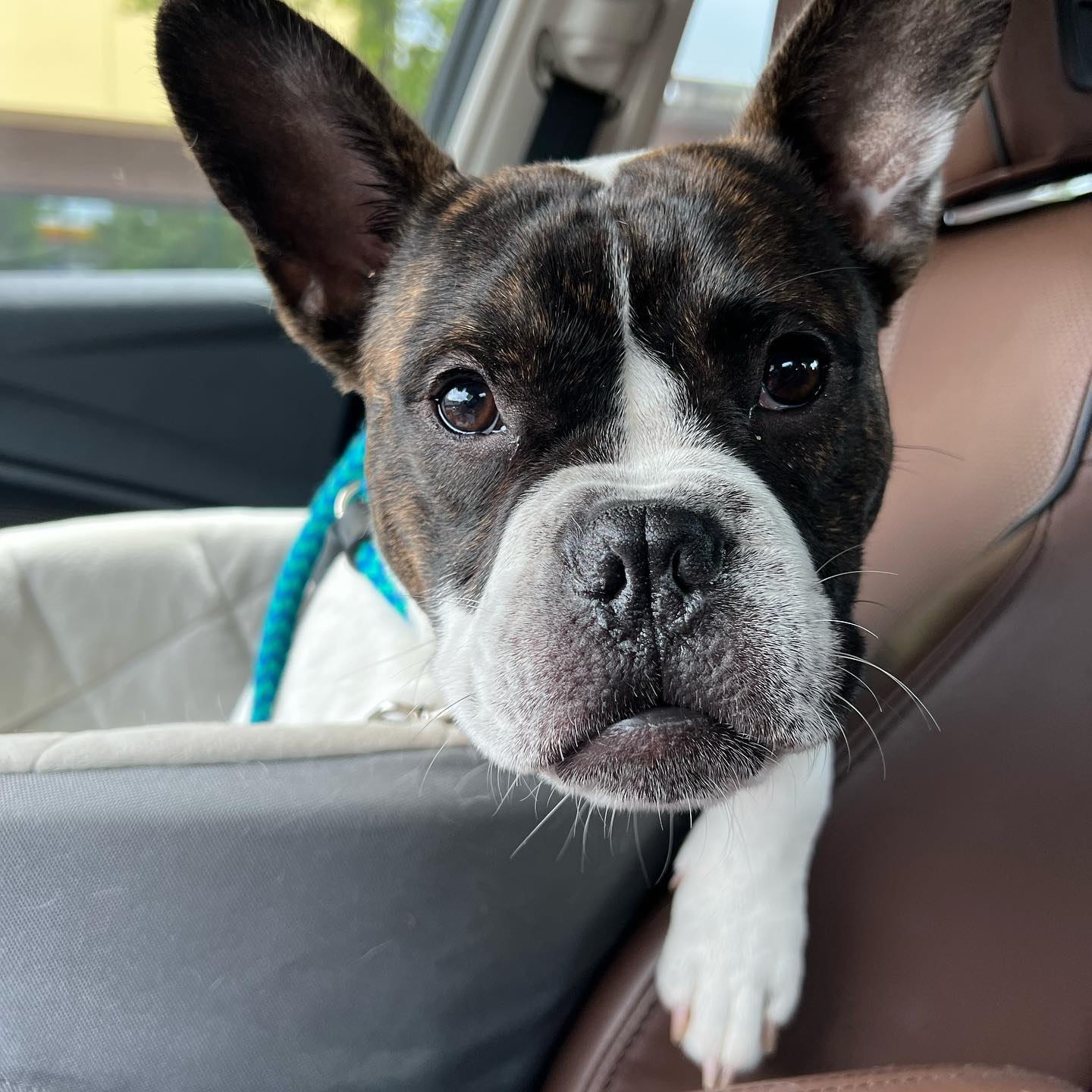 Congratulations 🎉 to Archie and... - Blue Ridge Boxer Rescue