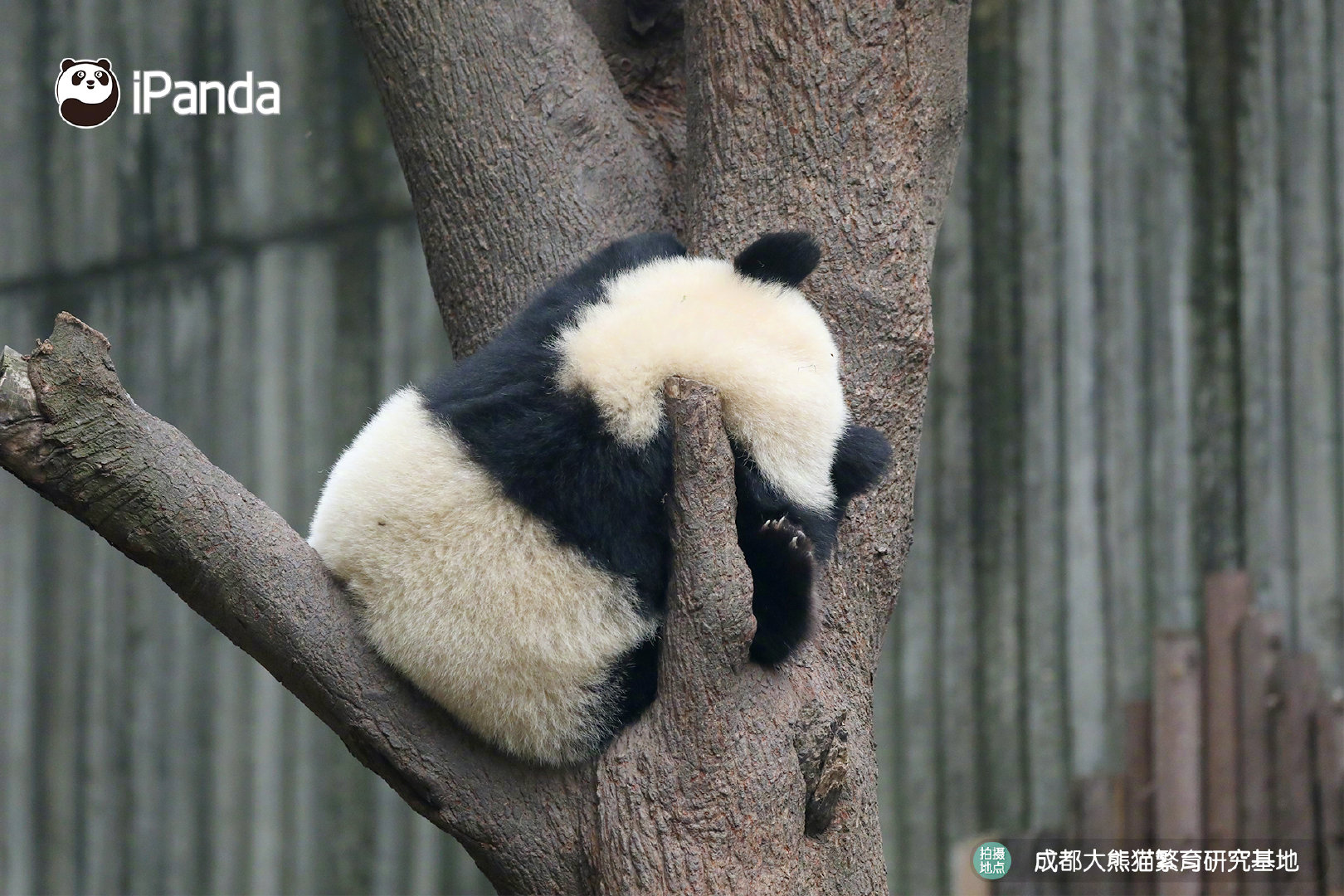 熊貓頻道iPanda - 這顆“熊貓樹”長出來的果子怎麼是方的？ #PandaPic... | Facebook