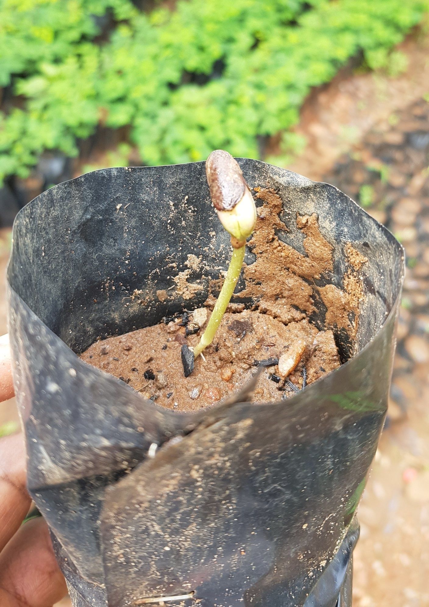 The various stages of musangu... - Green Gold Social Zambia