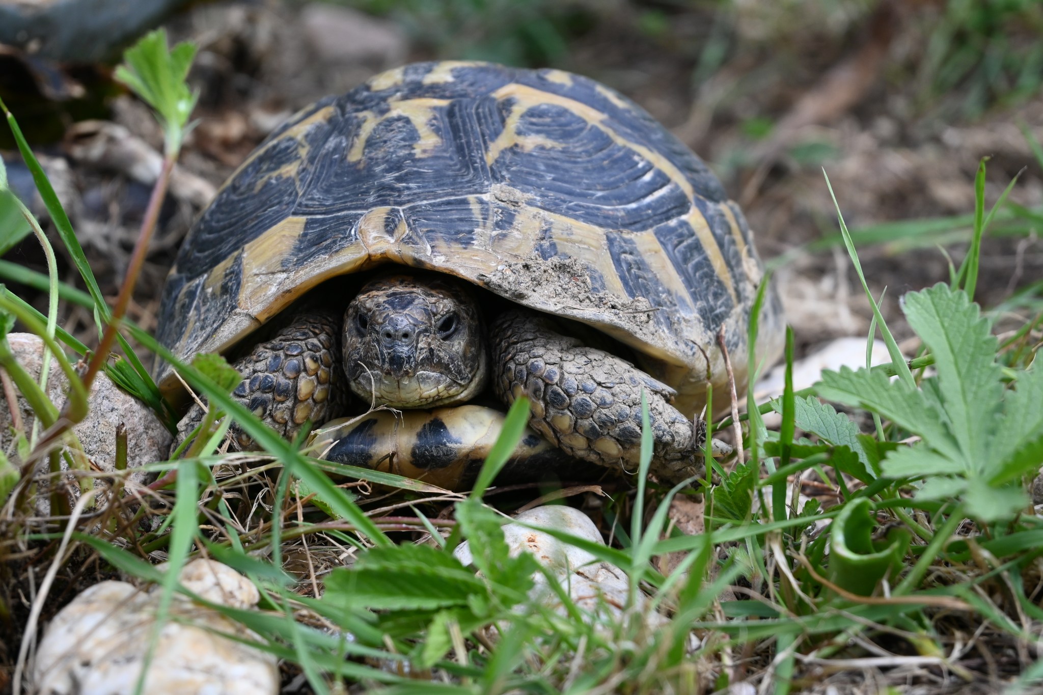 Les tortues... - Association Du Refuge Des Tortues | Facebook