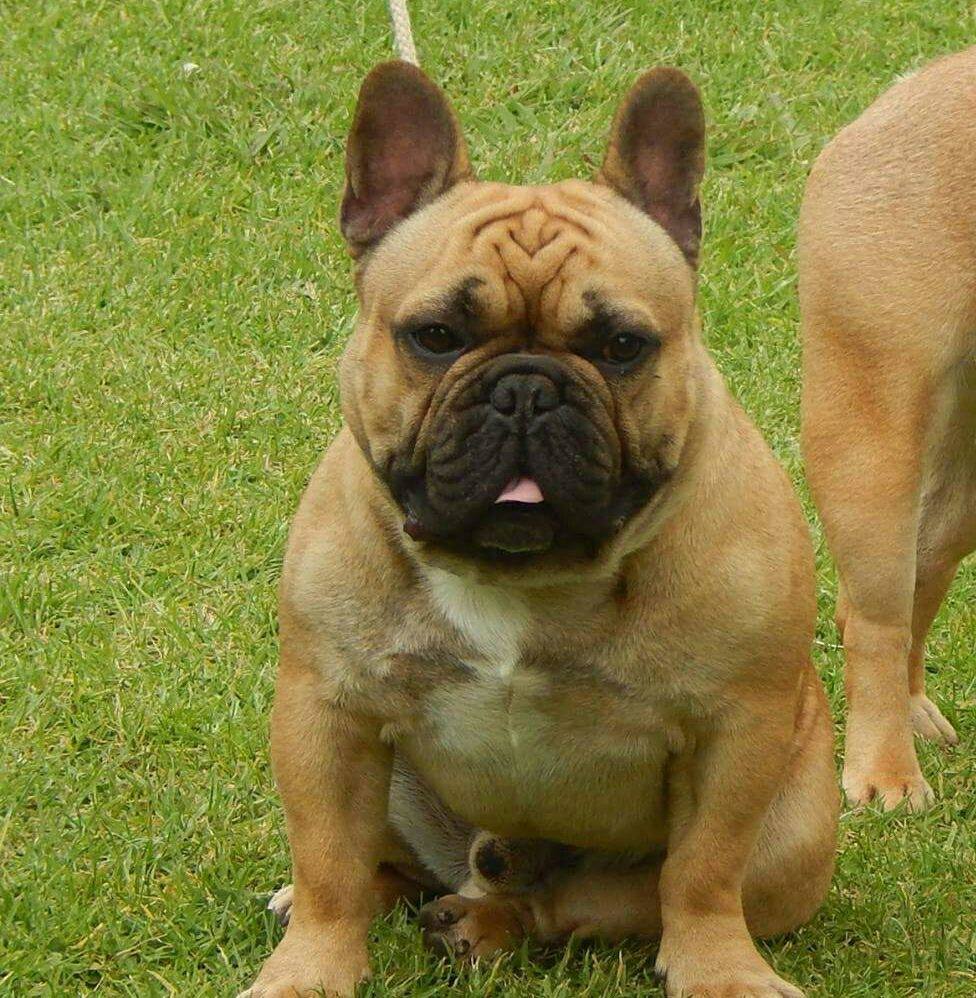 Rostel French Bulldogs