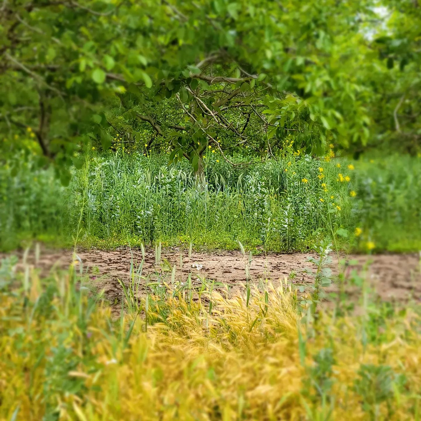 K-Arrow Ranch | Oakdale CA