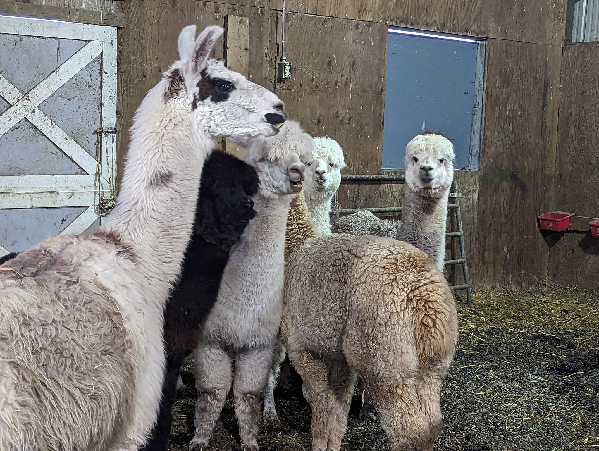 Ocean Road Alpacas added a new photo... - Ocean Road Alpacas