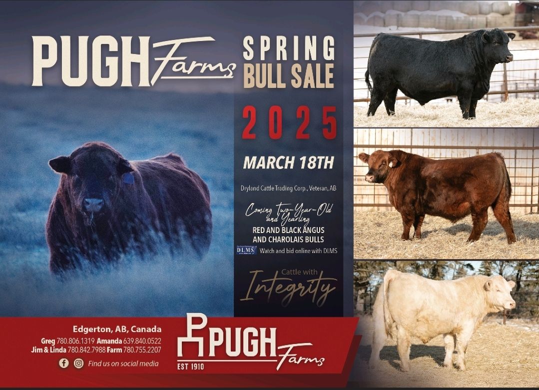 Goad Family Angus - Here's a sneak peak at our bull offering. All Bulls ...