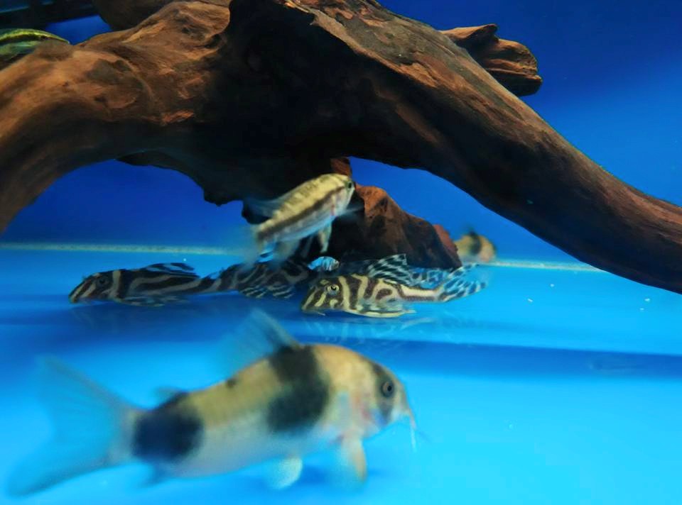 New arrival L173 & L236... - 富豪水族 Volvo Aquarium