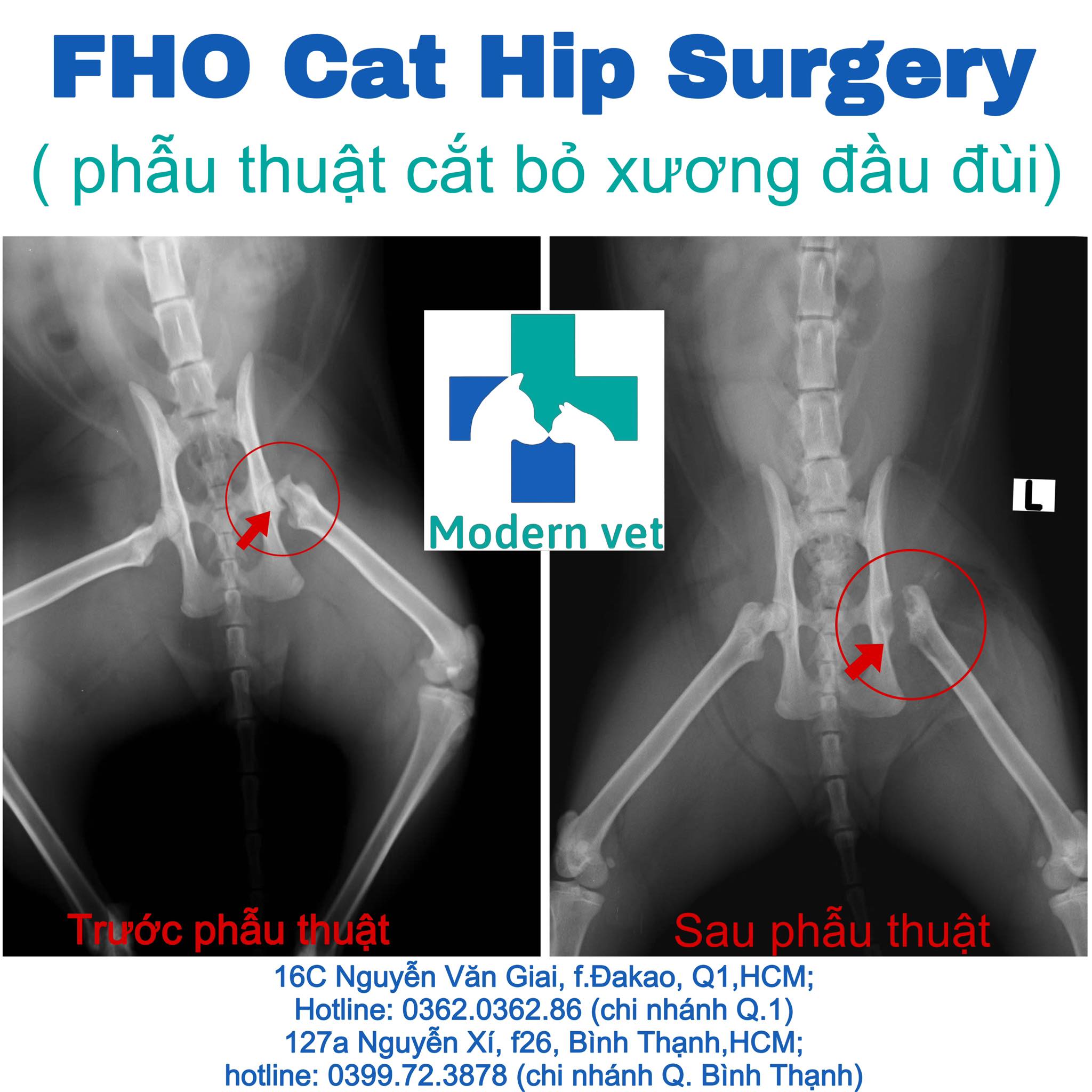 FHO Cat Hip Surgery ... - Bệnh Viện Thú Y Modern Vet | Facebook