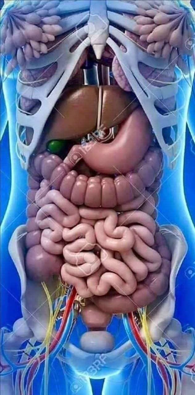 Research and Creative Kitchen - NUMBERS OF THINGS IN THE HUMAN BODY 1 ...