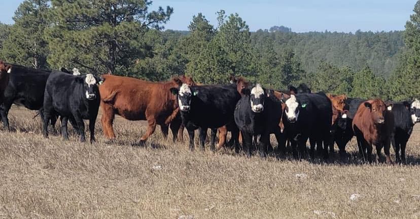 Rockin Redden Ranch | Crawford NE