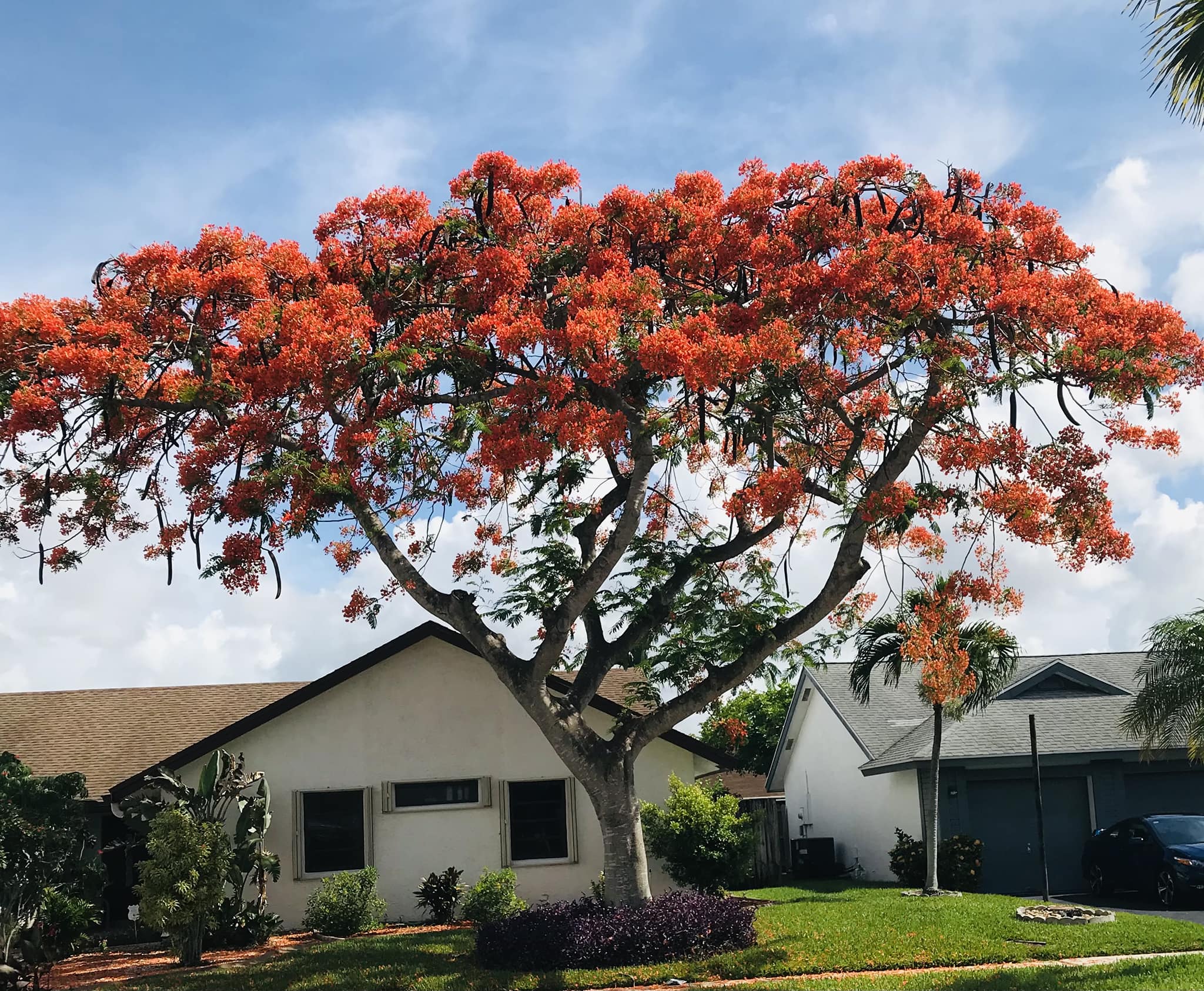 Royal poinciana trees in South Florida