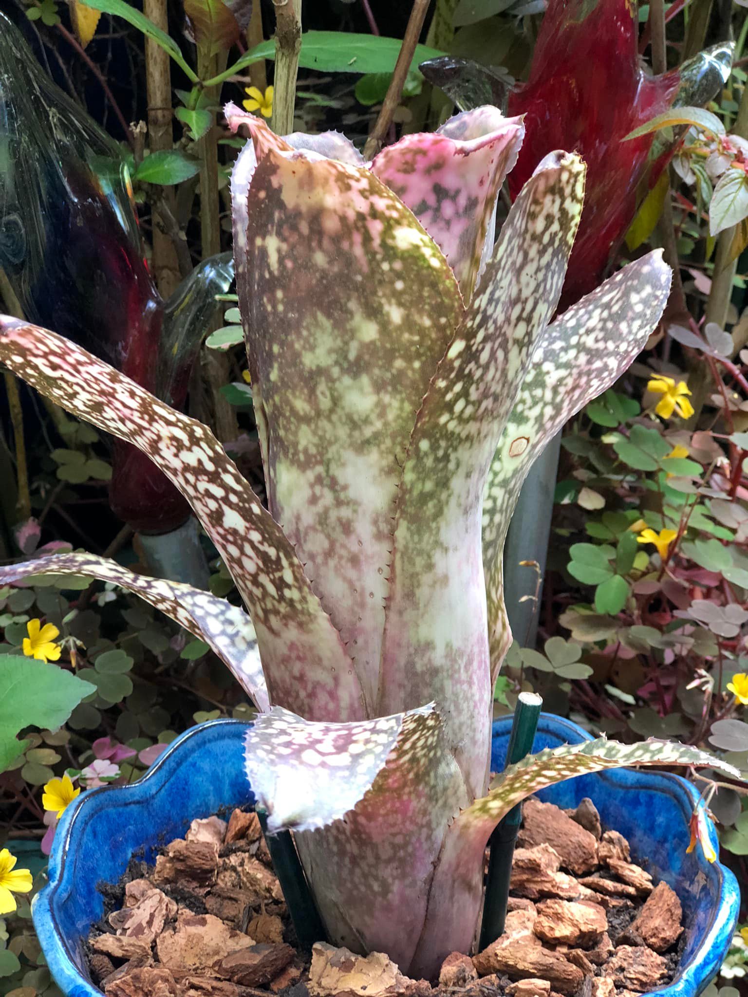 Billbergia 'Appaloosa' hybrid by Don Beadle