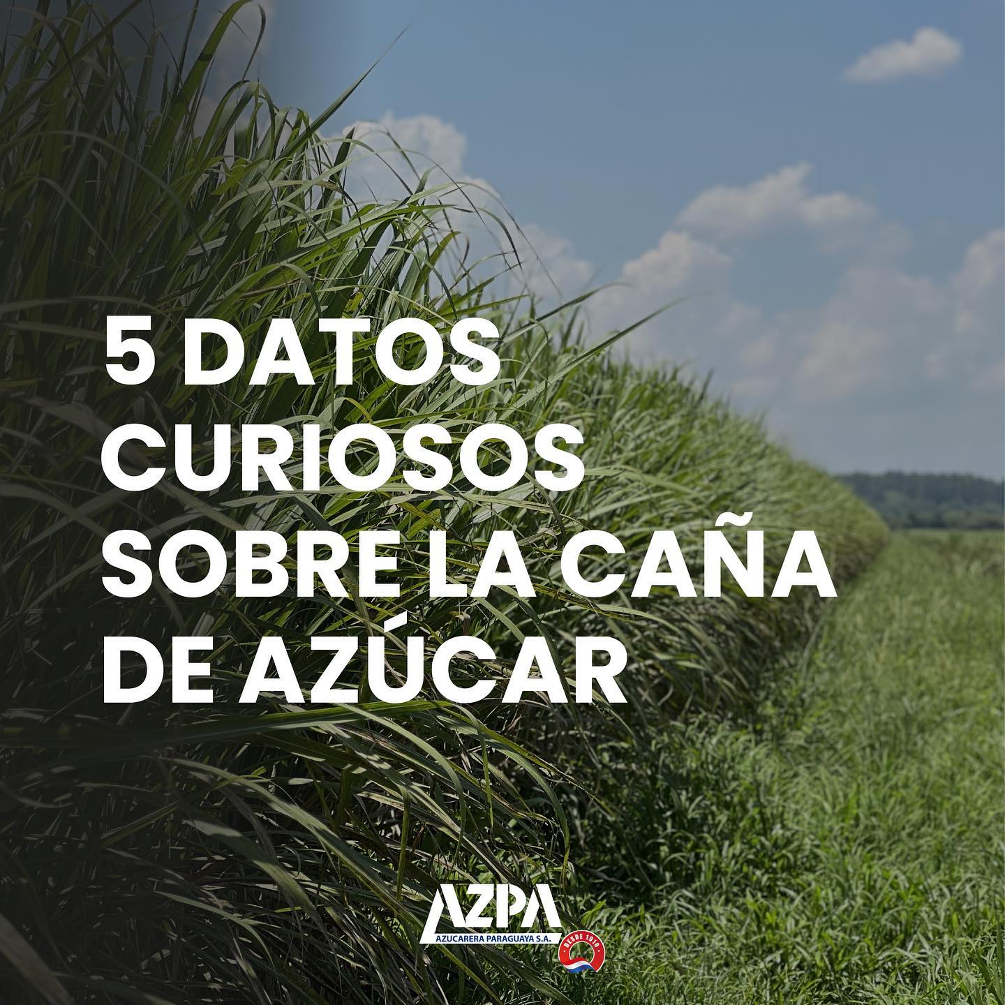 ¿Sabías estos datos de... - AZPA - Azucarera Paraguaya S.A.