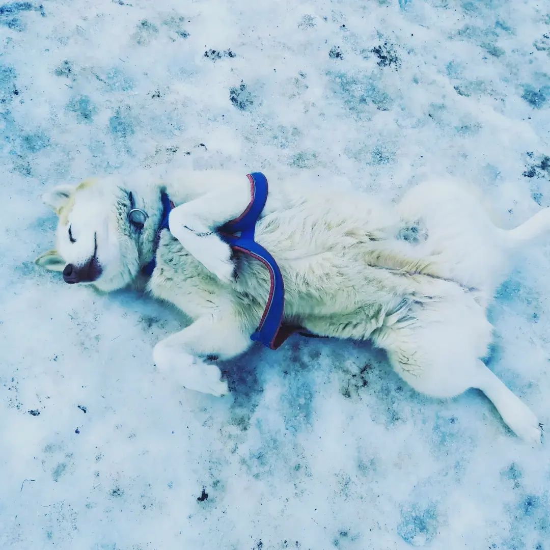 Wild Experiences Chiens De Traineau Hautes Alpes