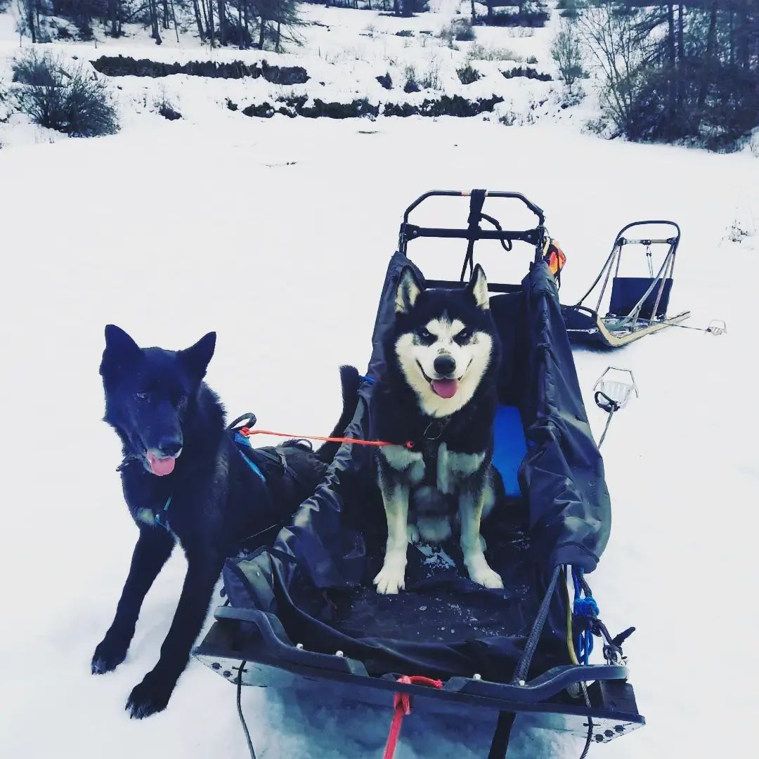 Wild Experiences Chiens De Traineau Hautes Alpes