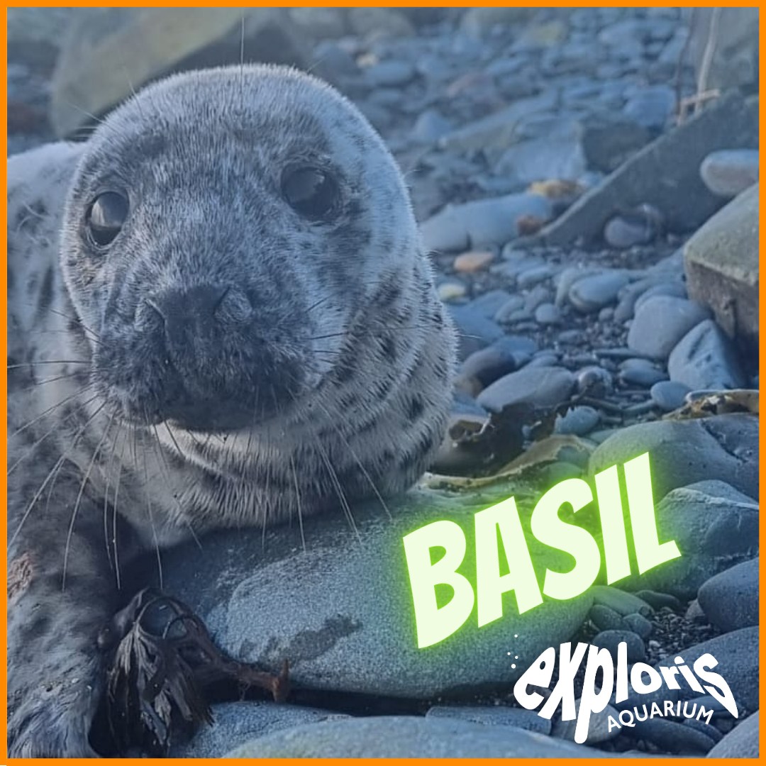 📣All these amazing seals and many more... - Exploris Aquarium | Facebook