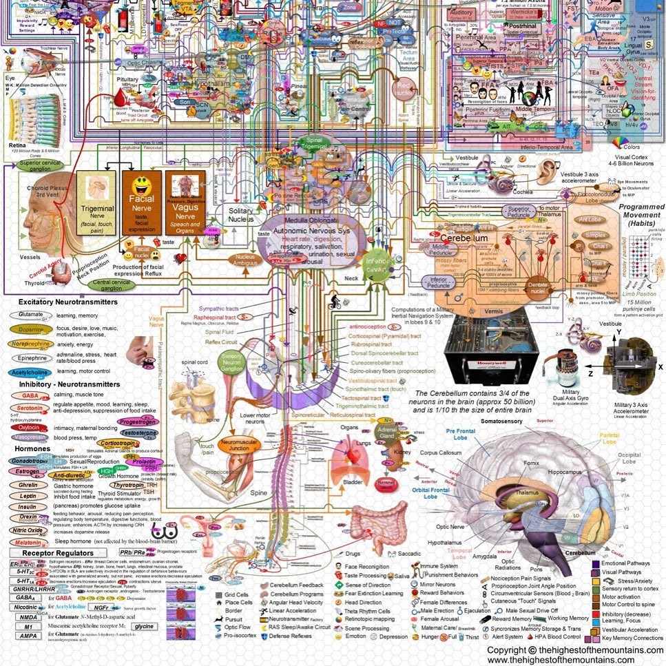 The brain and it’s functions…. 🧠 The... - Brain Integration | Facebook