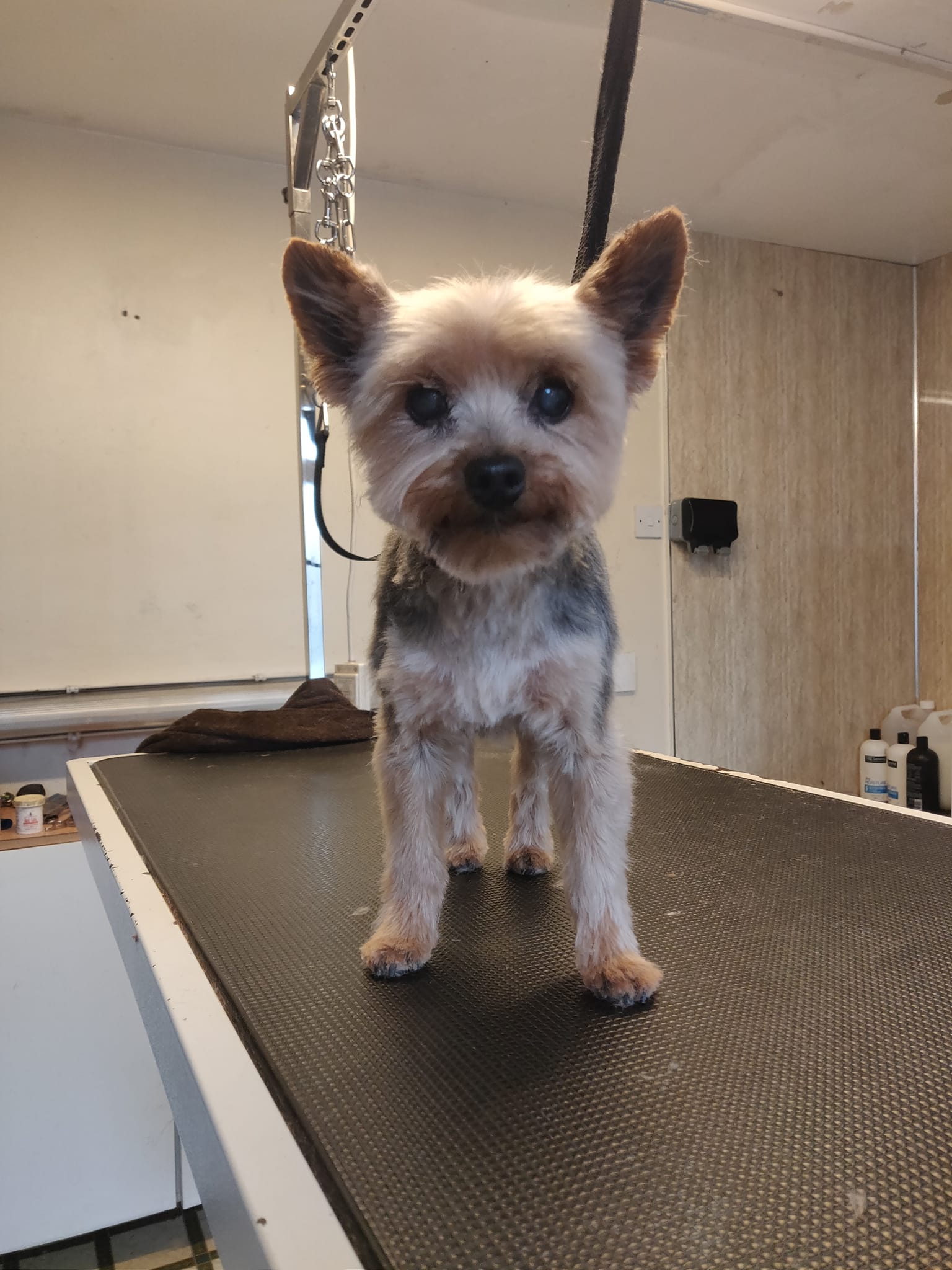 KnC Grooming - The most handsome boy Max looking very...