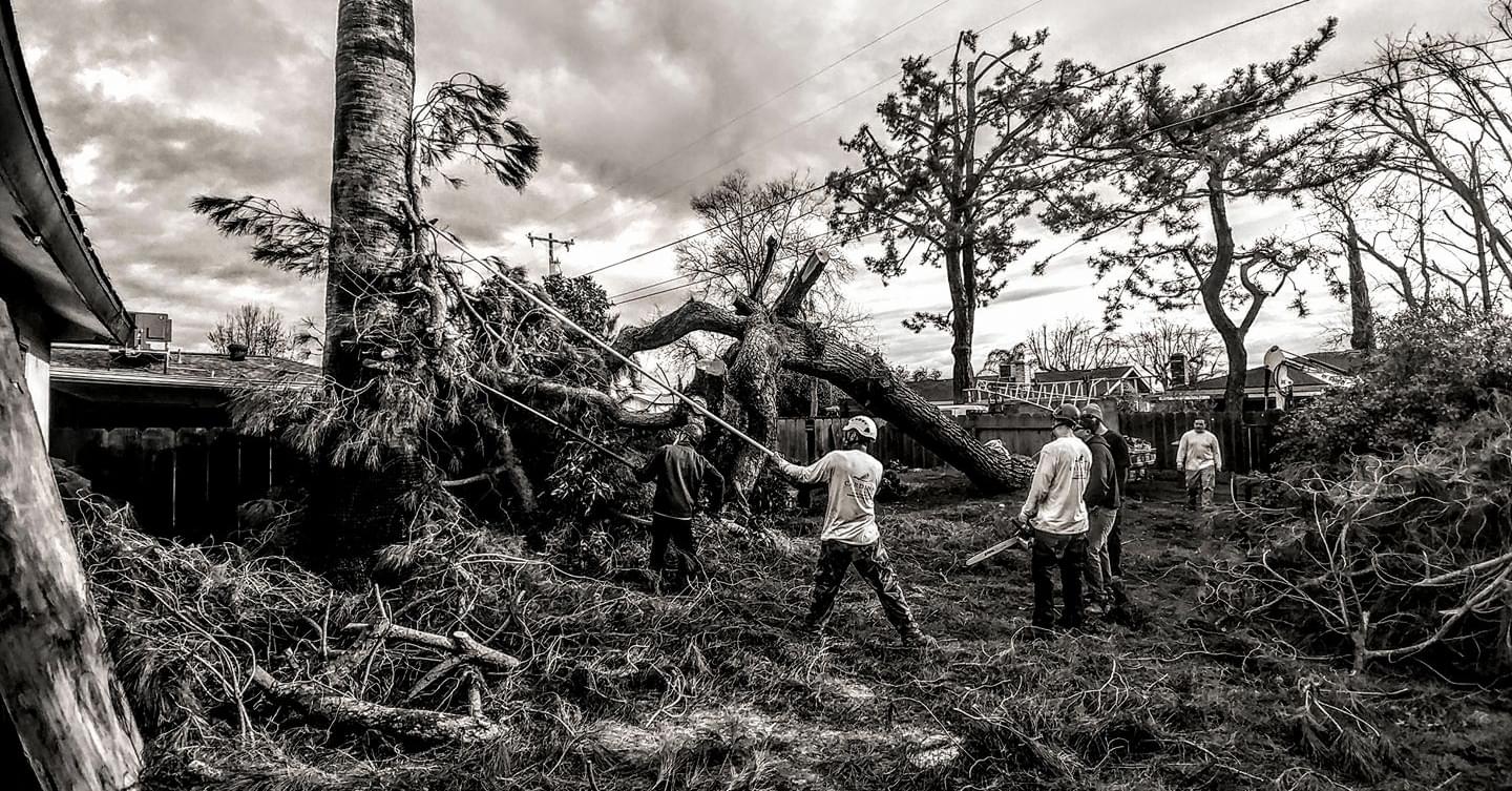 Cardinal Tree Service | Reedley CA