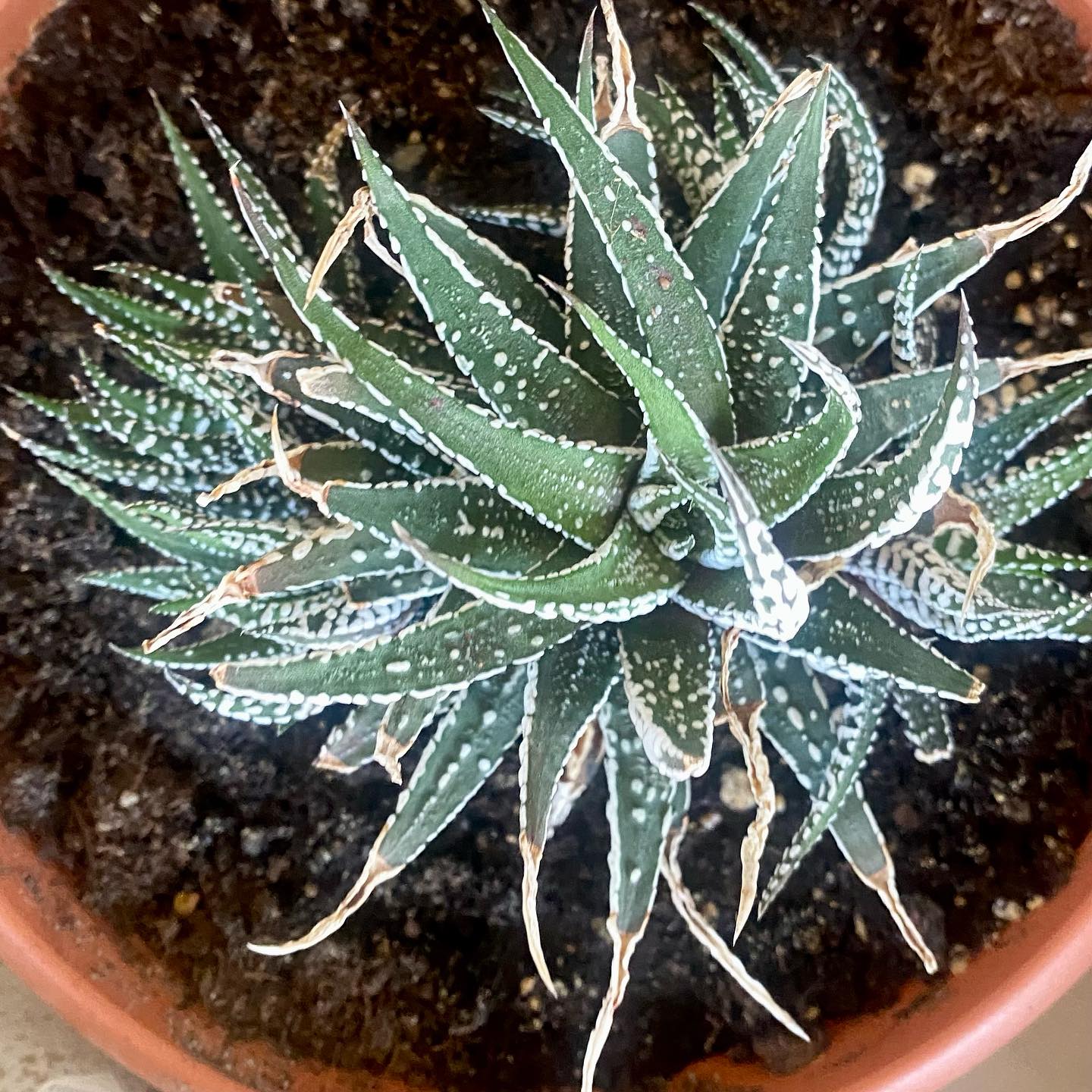 Pianta Succulenta Haworthia Ghiacciaio - 6cm - Viva, Per Casa E Giardino, Bella E Resistente