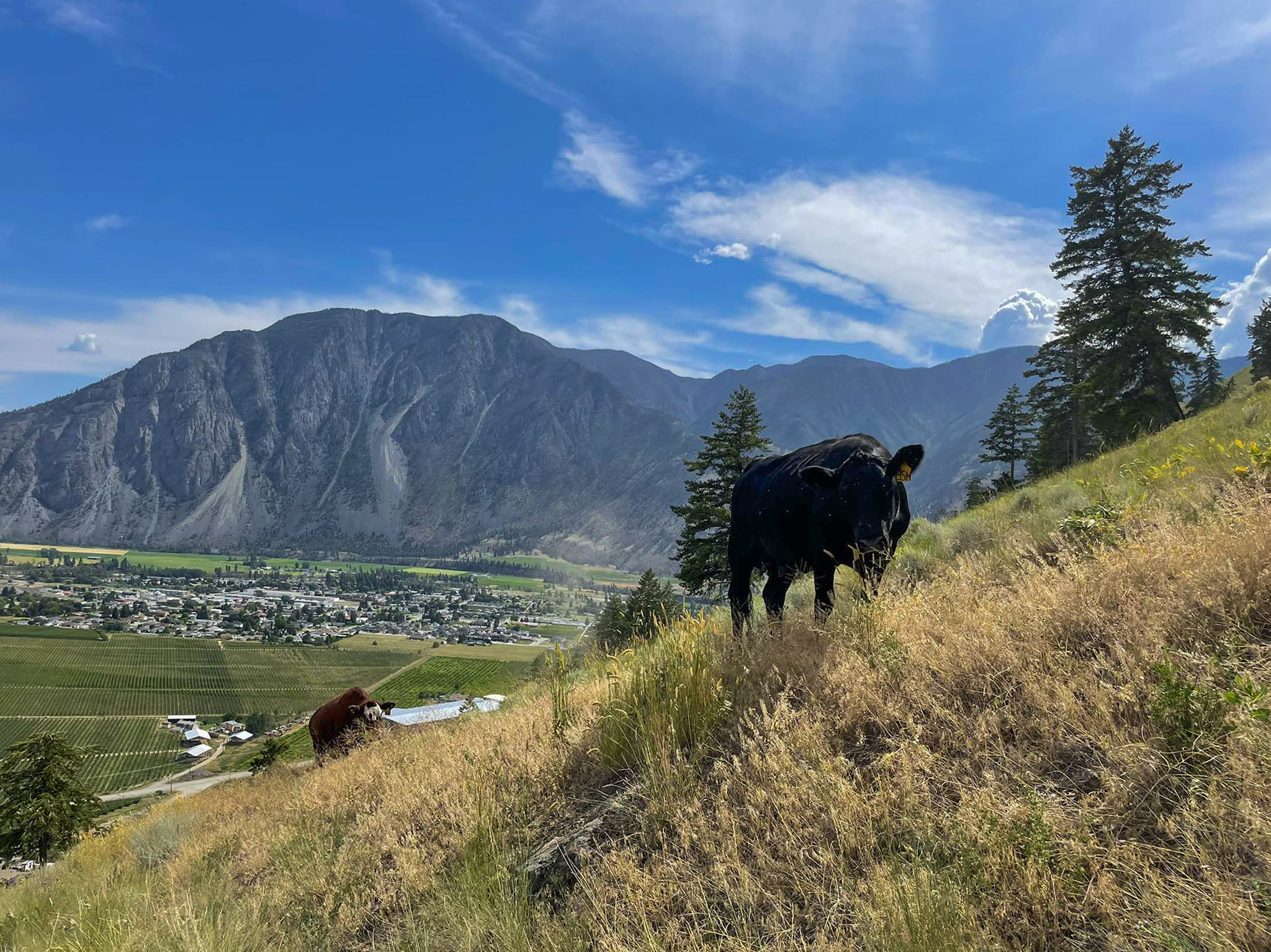 Clifton Ranch Homegrown Beef | Keremeos BC