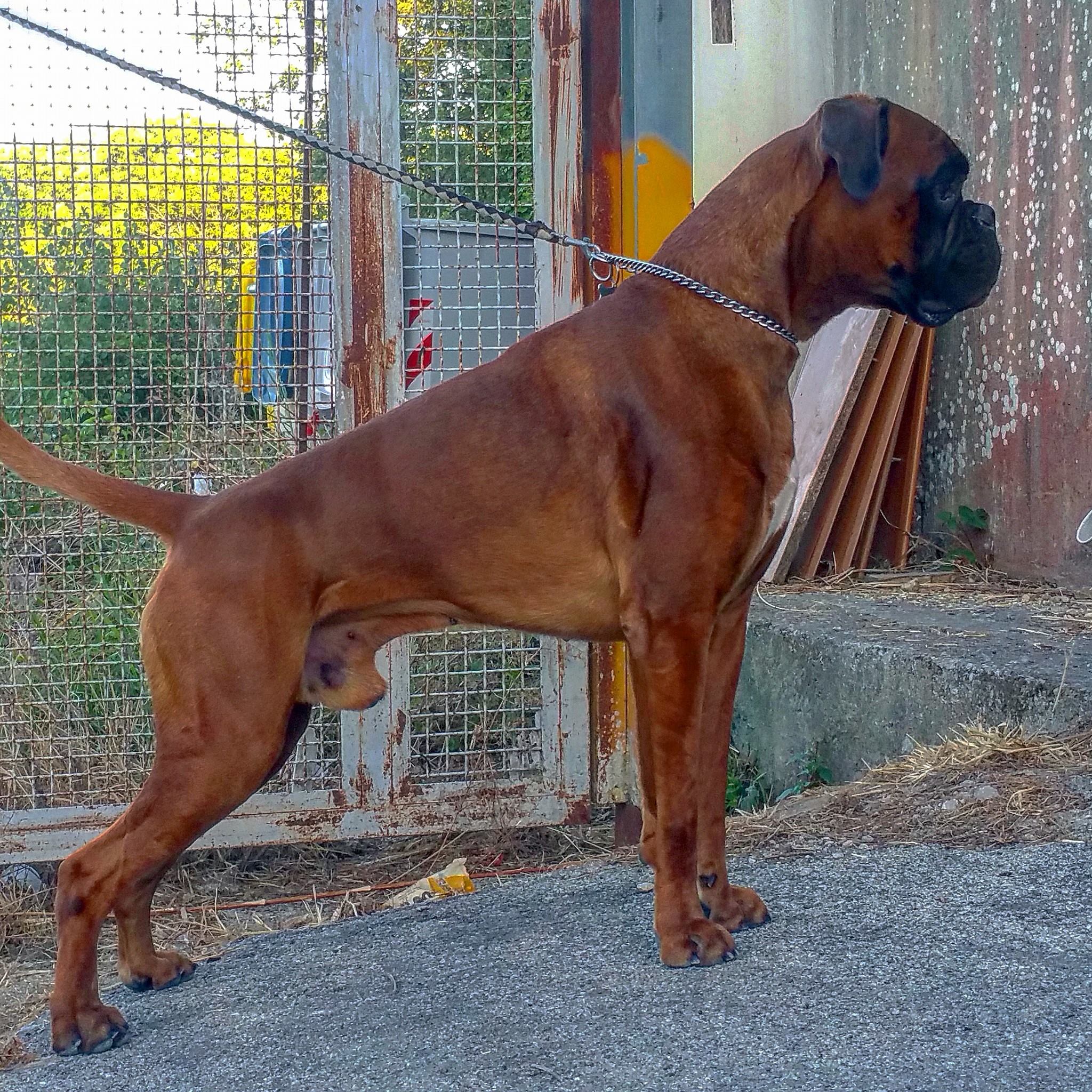 Boxer 