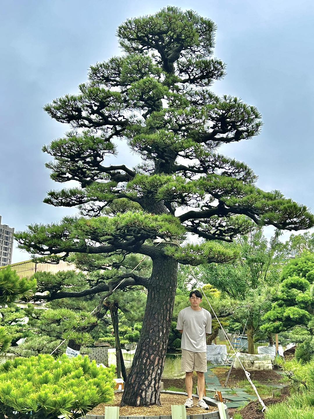 時代 くりぬき盆 遊鳥雲松紋 在銘 雲天園藝| Longtan District