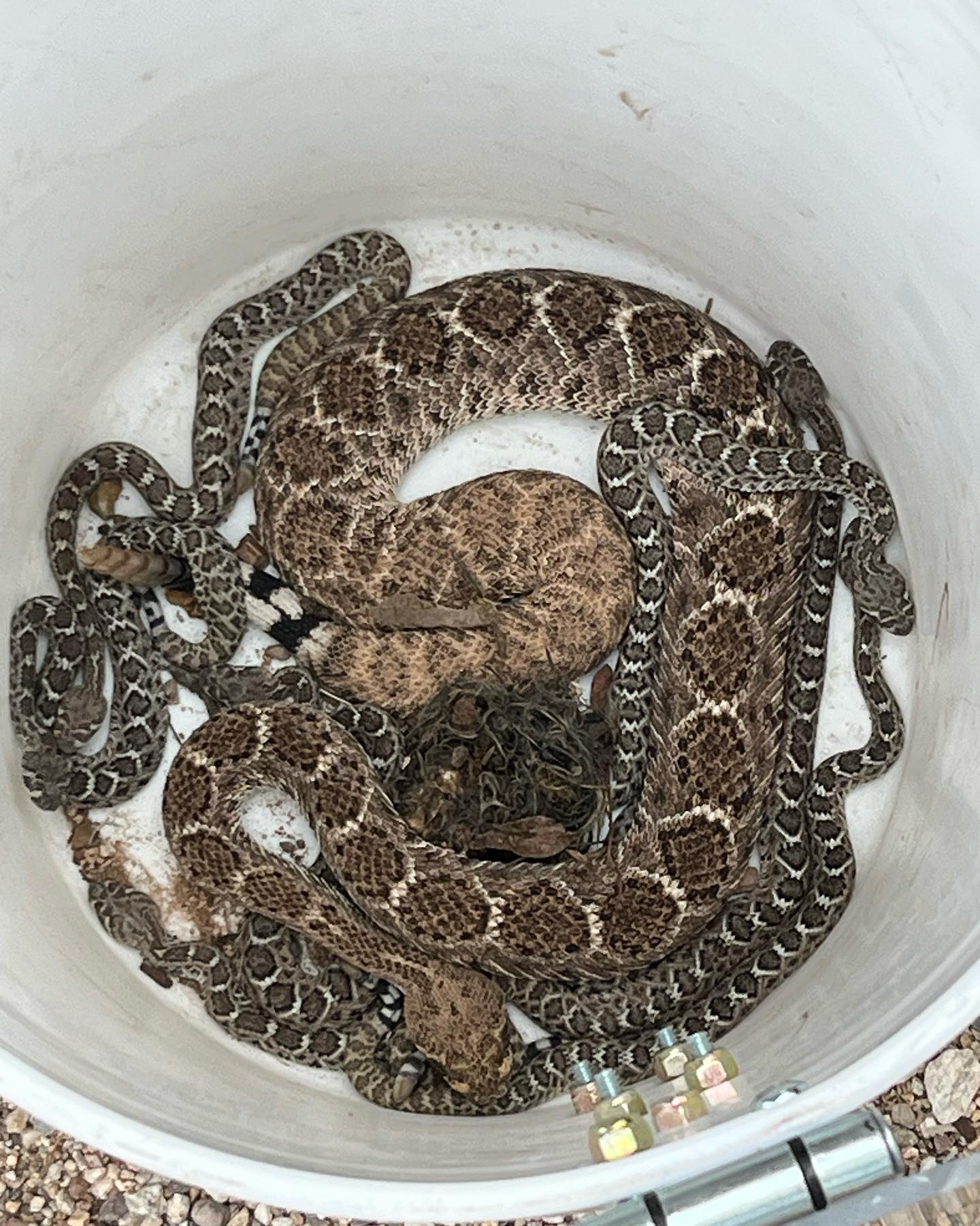 SsssNAKE CALL: EN-377 ran a... - Golder Ranch Fire District | Facebook