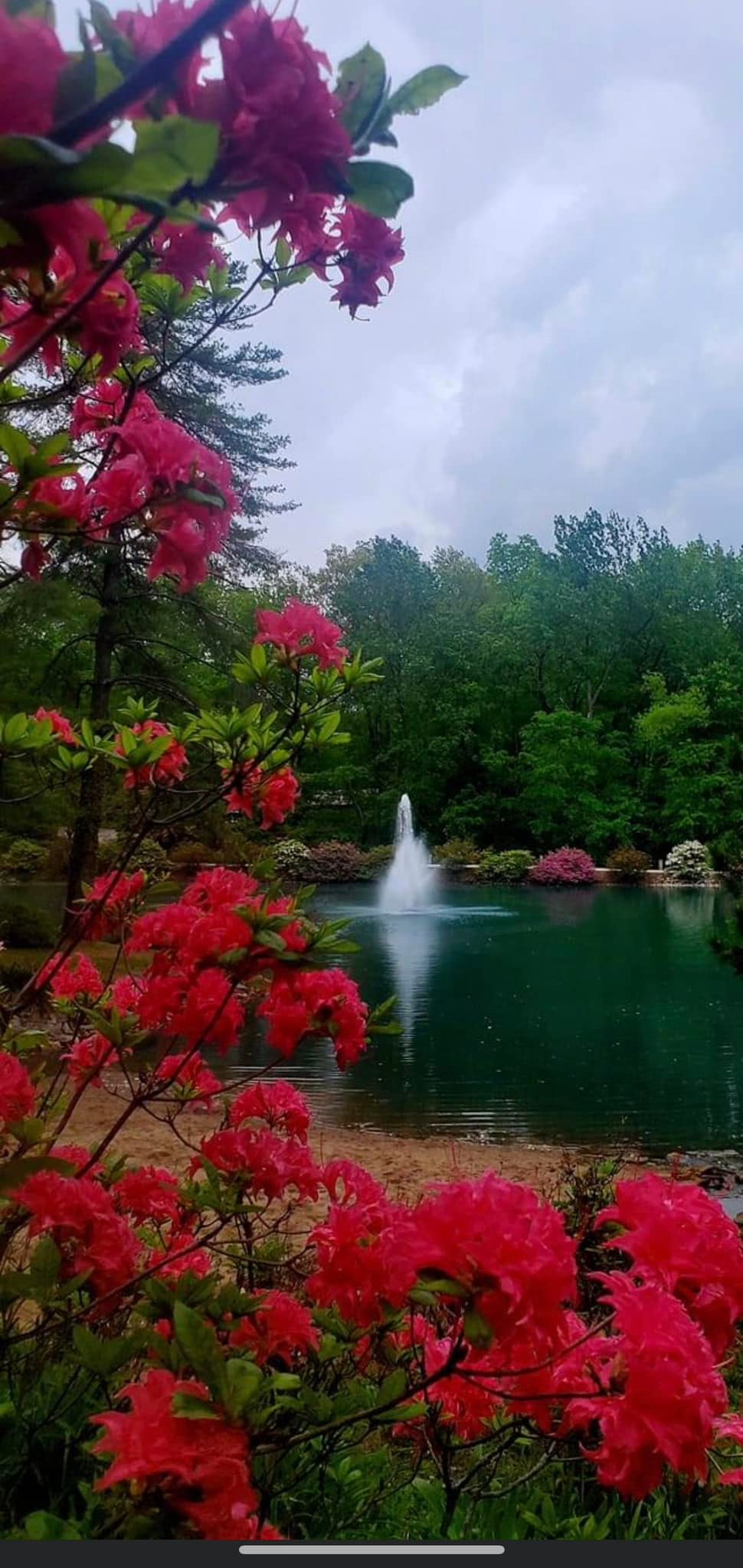 🌸The rain is... - Azalea Path Botanical Garden and Arboretum