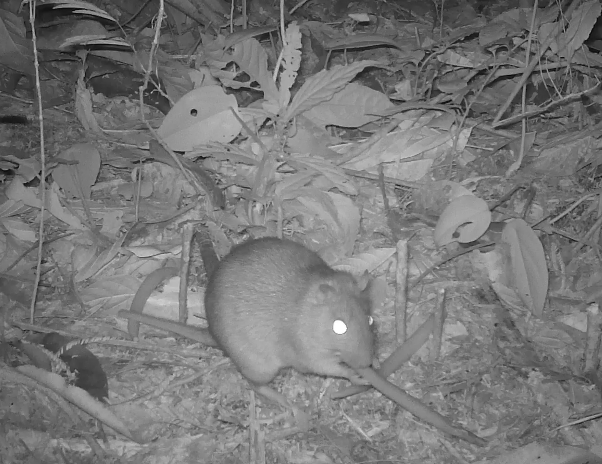 Learn about the role rats play in... - In Defense of Plants