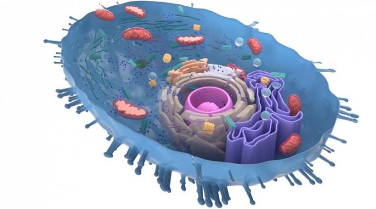 USANA - Human Cell Cleanup: Cellular Damage Control with Autophagy and ...