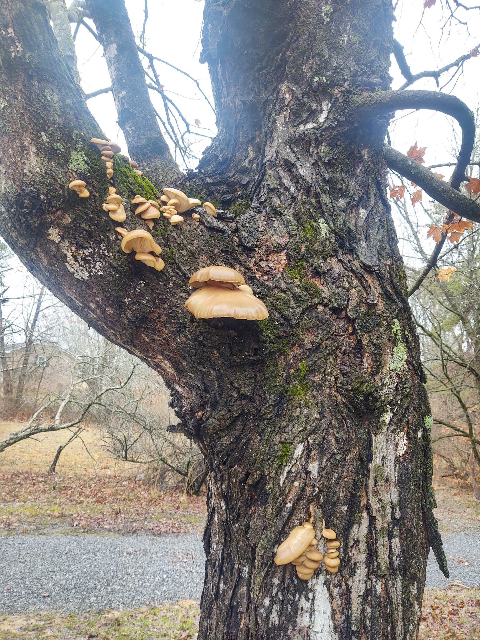 What type of fungi is this in Tennessee?