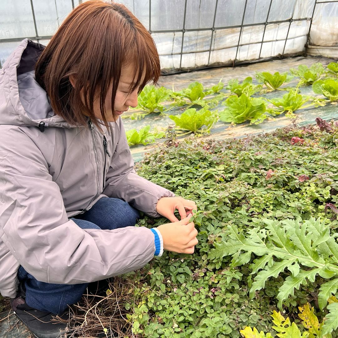 大仙市地域おこし協力隊 - 大仙市で活躍する女性🌷 【江戸時代から続く農家8代目🌾Kitien... | Facebook