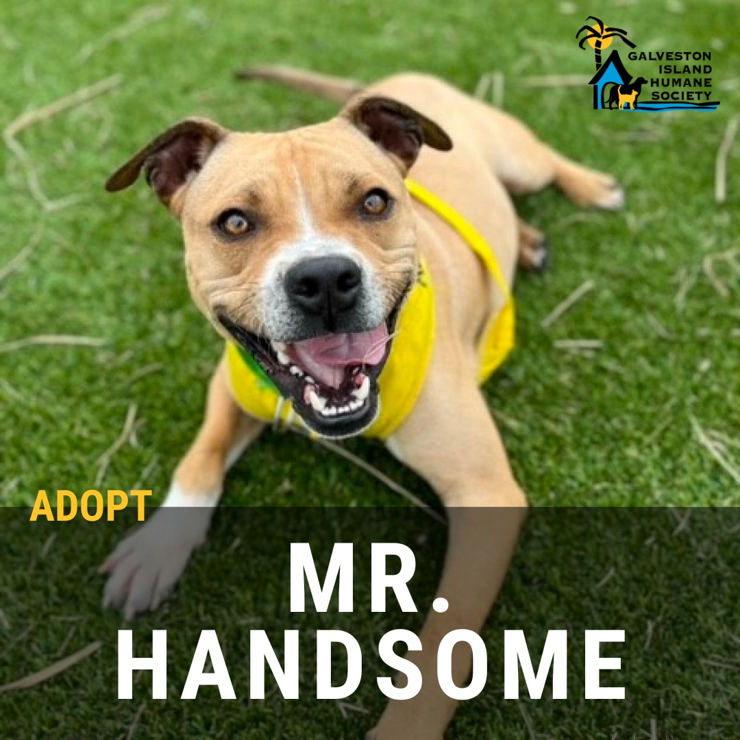 Meet Mr. Handsome! The... - Galveston Island Humane Society | Facebook
