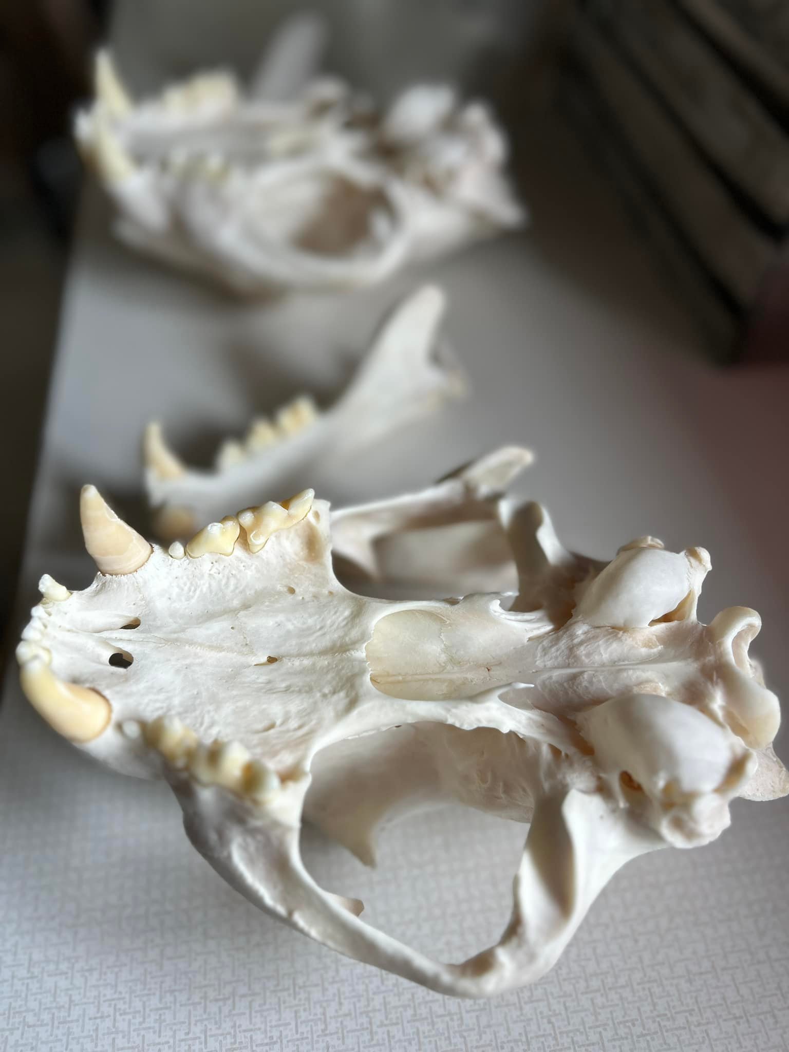 Asian palm civet skull articulation process