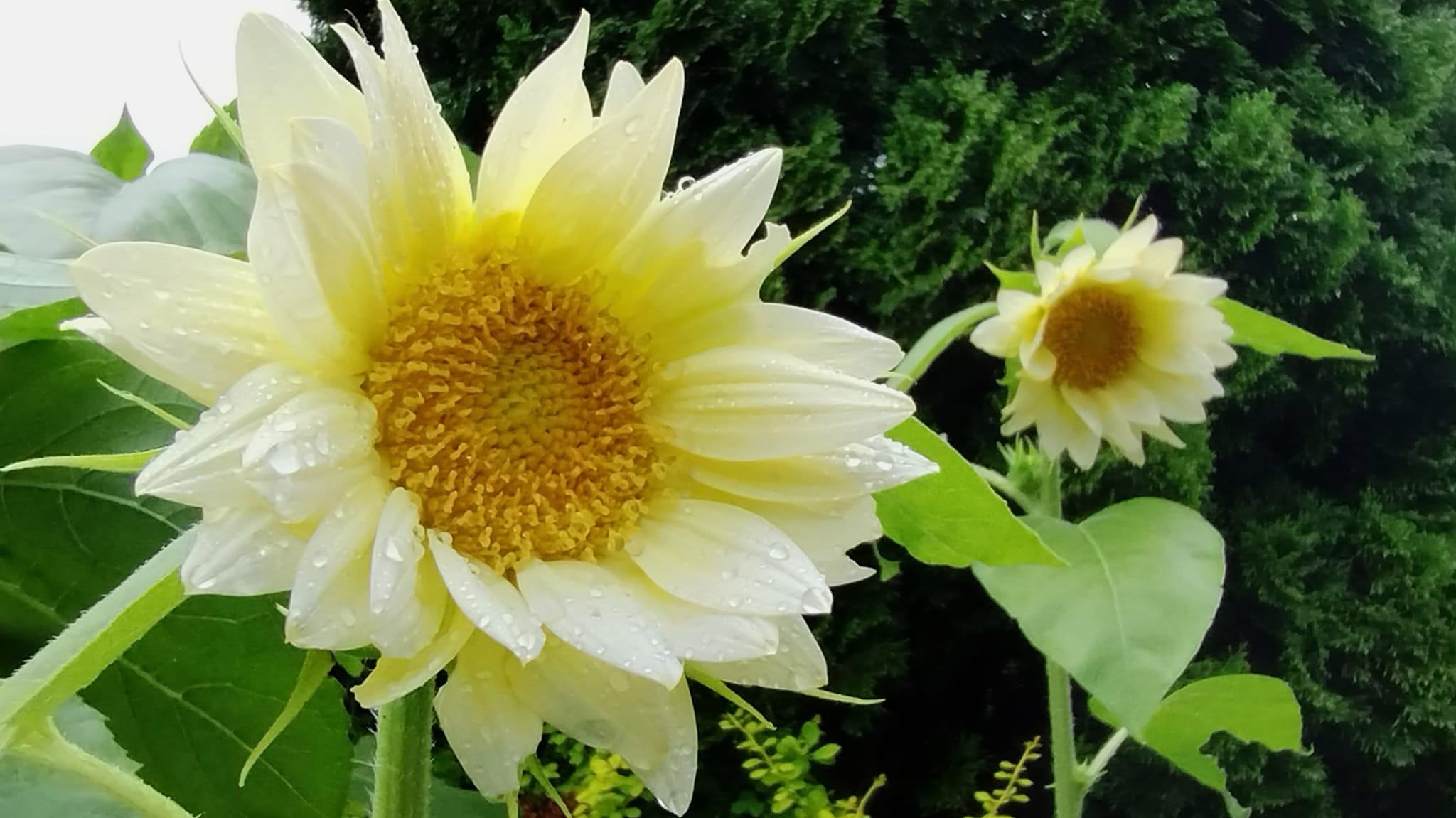 Growing Procut White Lite Sunflowers in Zone 8b, Scappoose Oregon