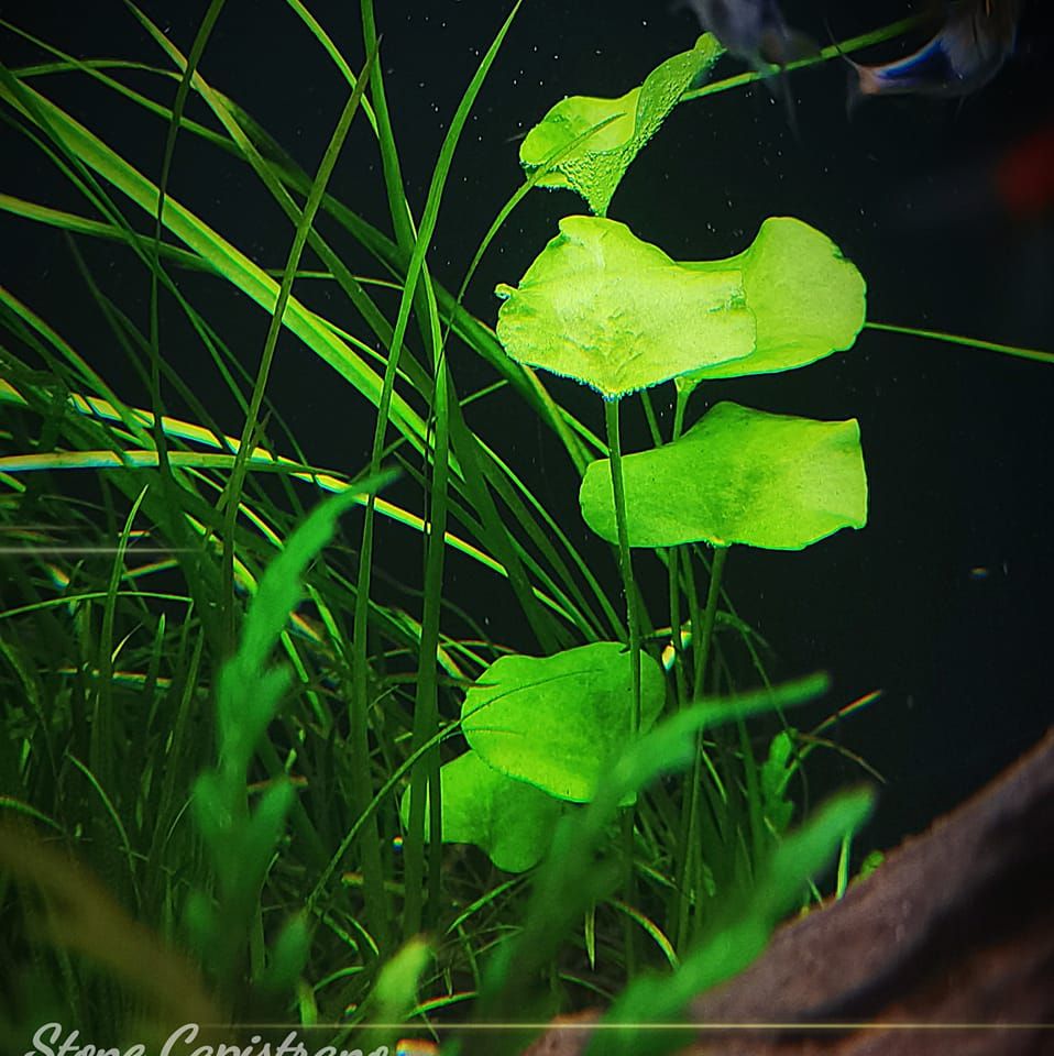 Nature in a Box | Iloilo City