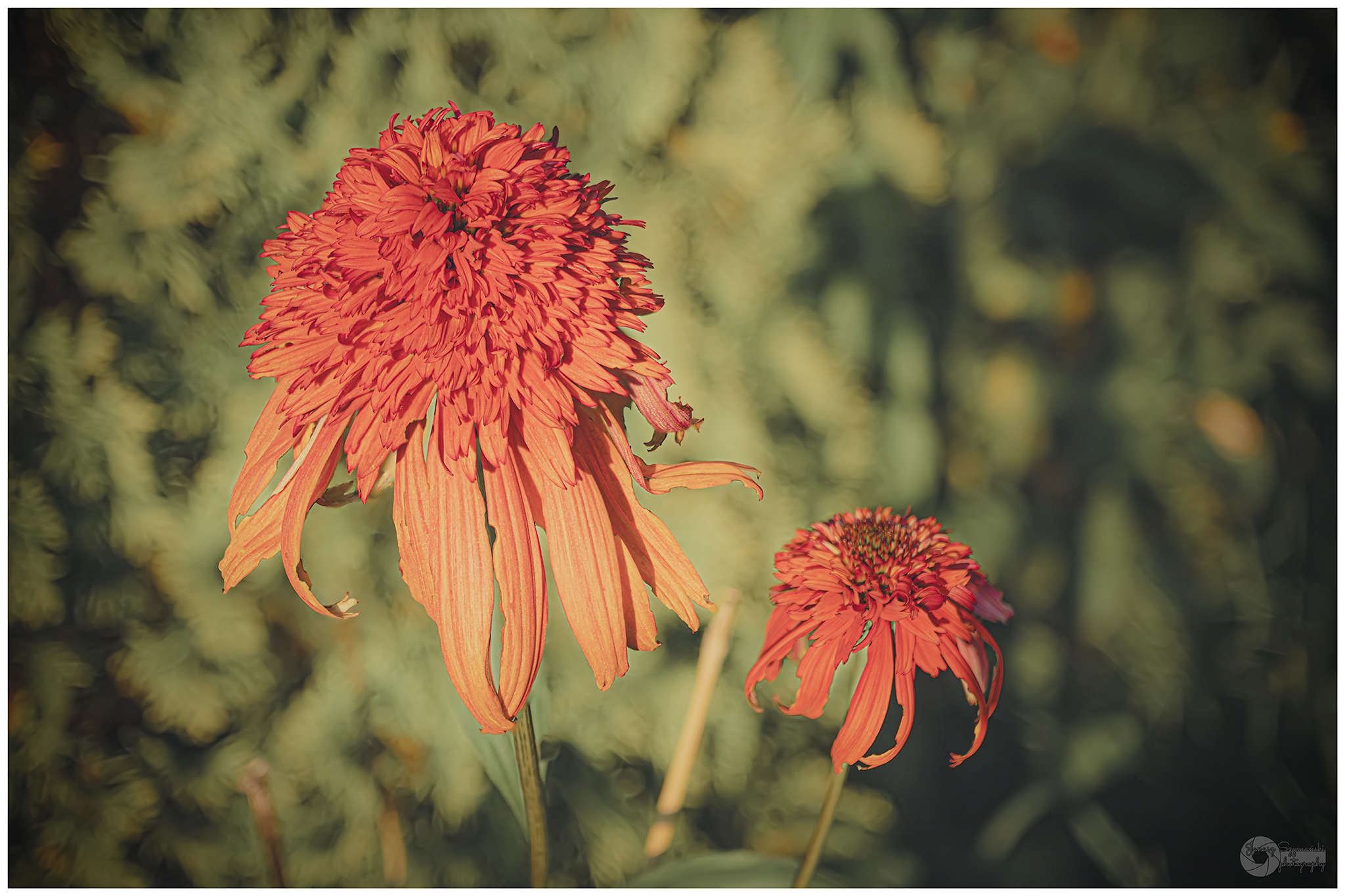 赤い実 ZEISS IKON Zettar Special MC 85mm F2.8 ﾌﾘｰﾏｳﾝﾄ α7C
