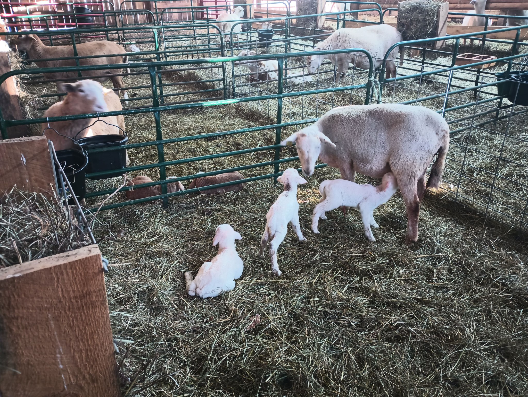 Reed's Family Farm