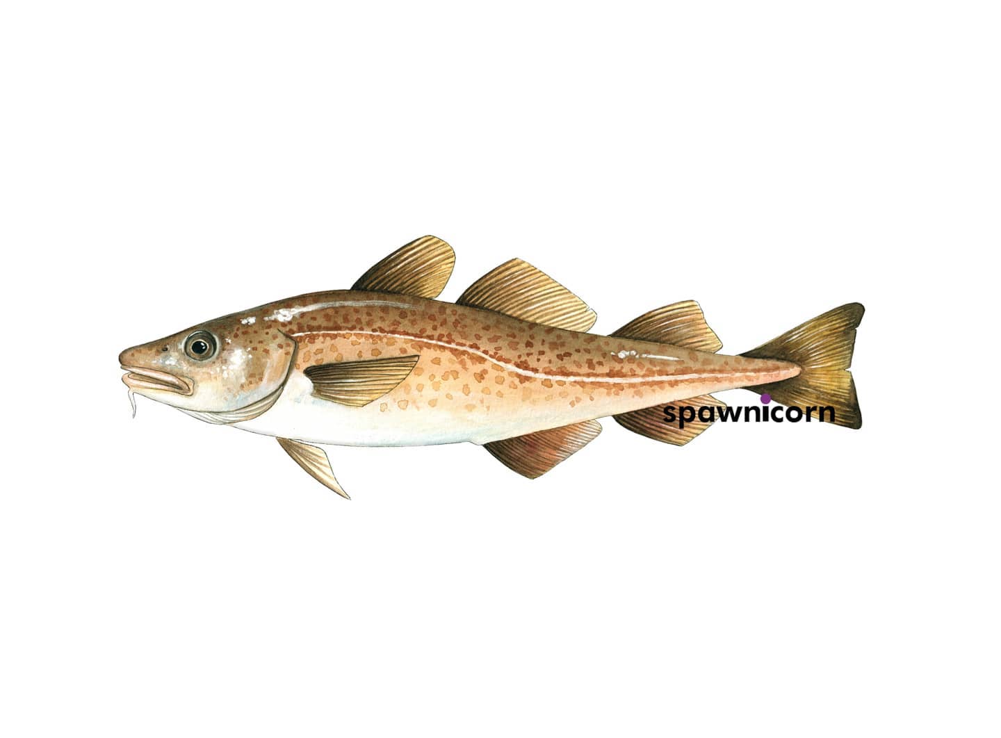 Alexandra Viertler - Atlantic cod - Gadus morhua . . #fish # ...