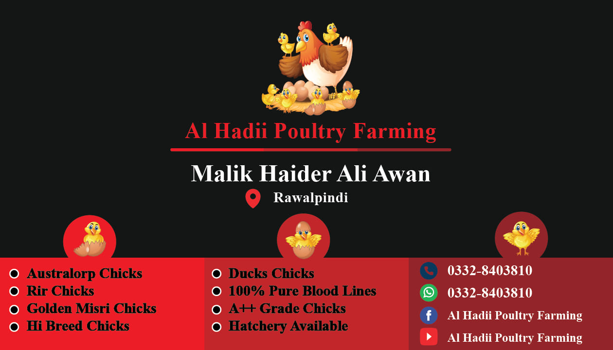 Al HADii poultry farming. | Rawalpindi West Ridge