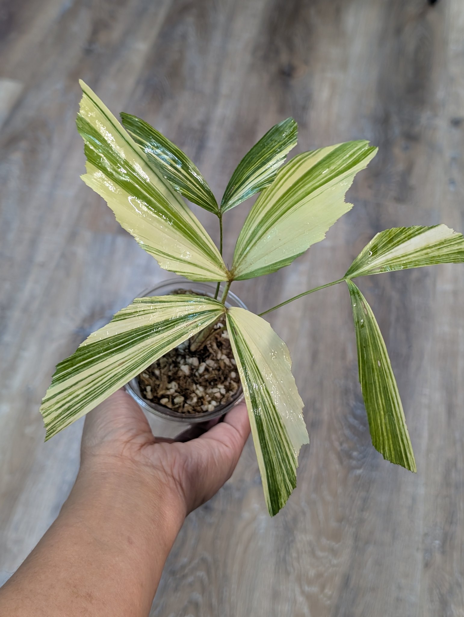 Variegated Caryota Mitis new frond